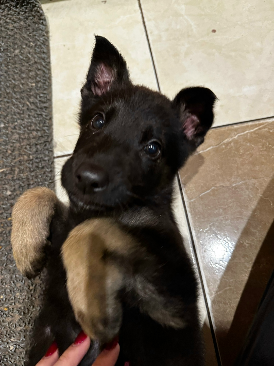 Найдена собака в Калининграде — фото объявления