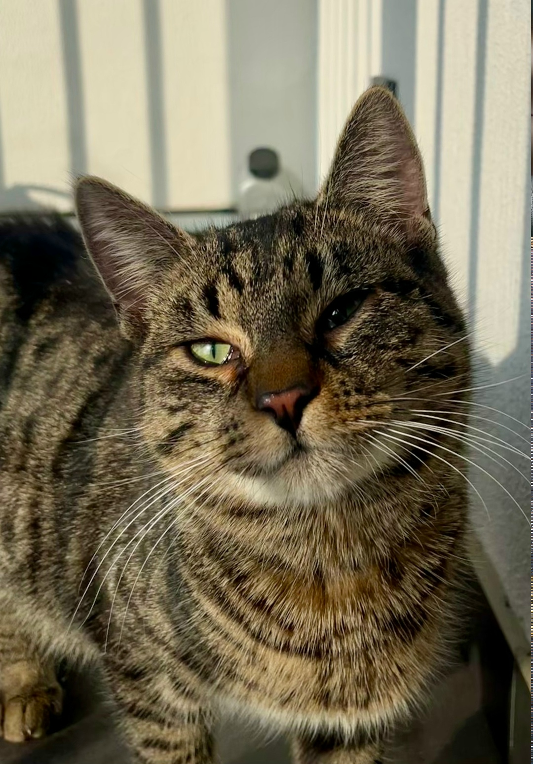 Найдена кошка в Калининграде — фото объявления