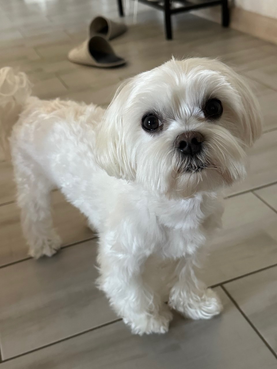 Пропала собака в Калининграде — фото объявления