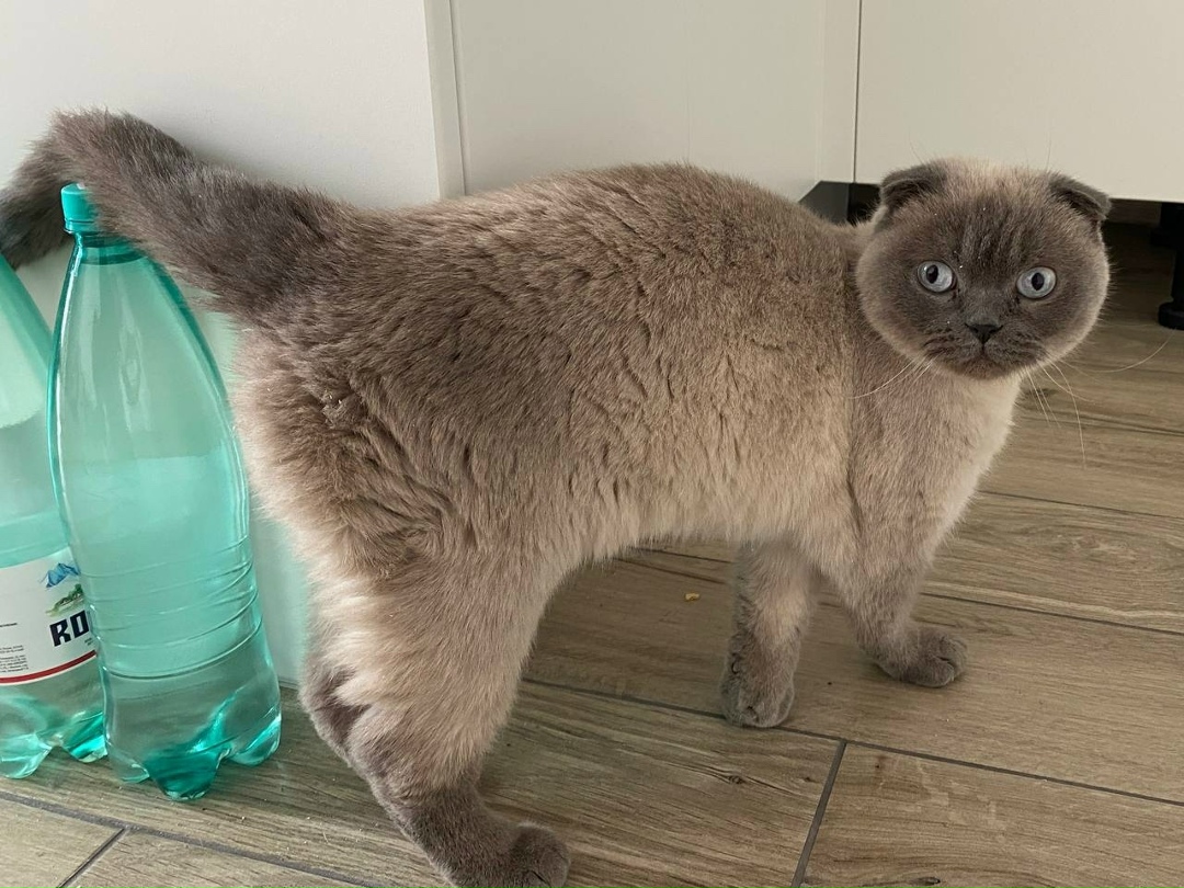 Найдена кошка в Калининграде — фото объявления