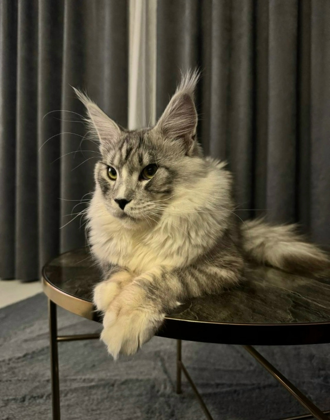 Пропала кошка в Калининграде — фото объявления