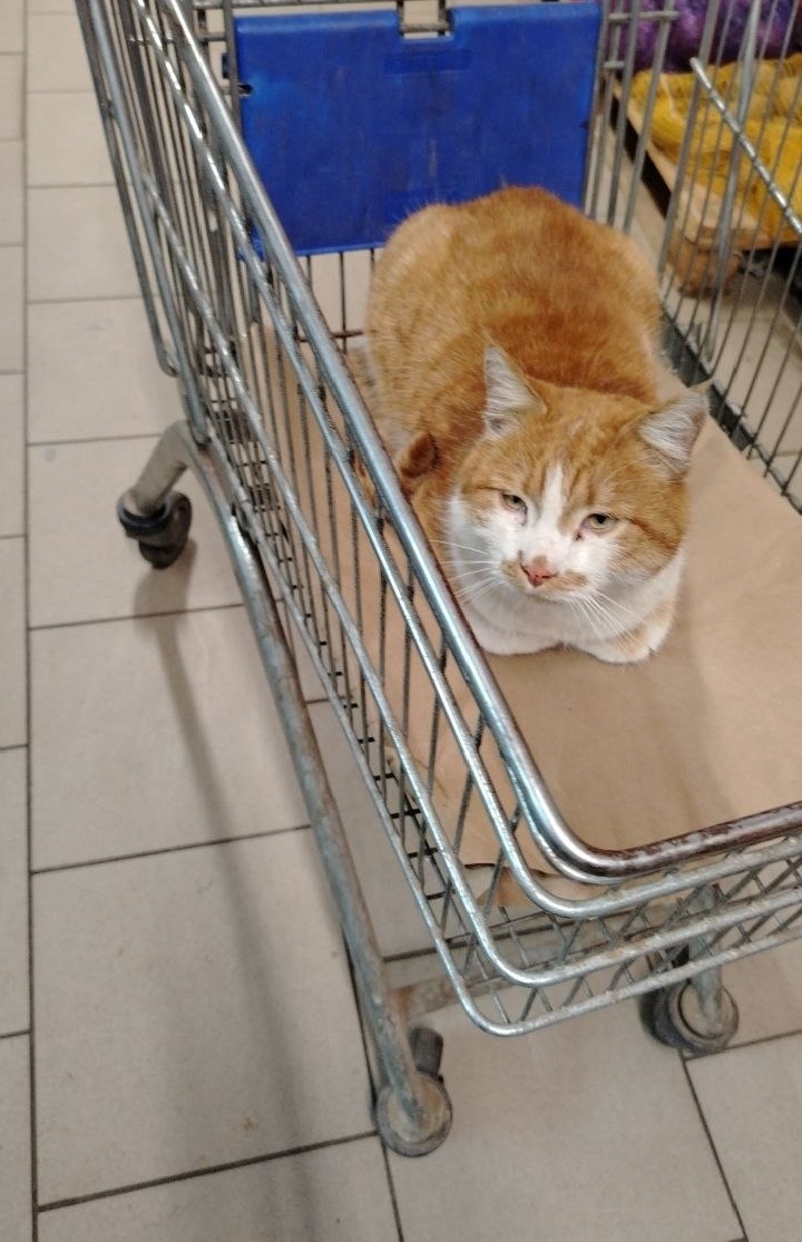 Найдена кошка в Калининграде — фото объявления