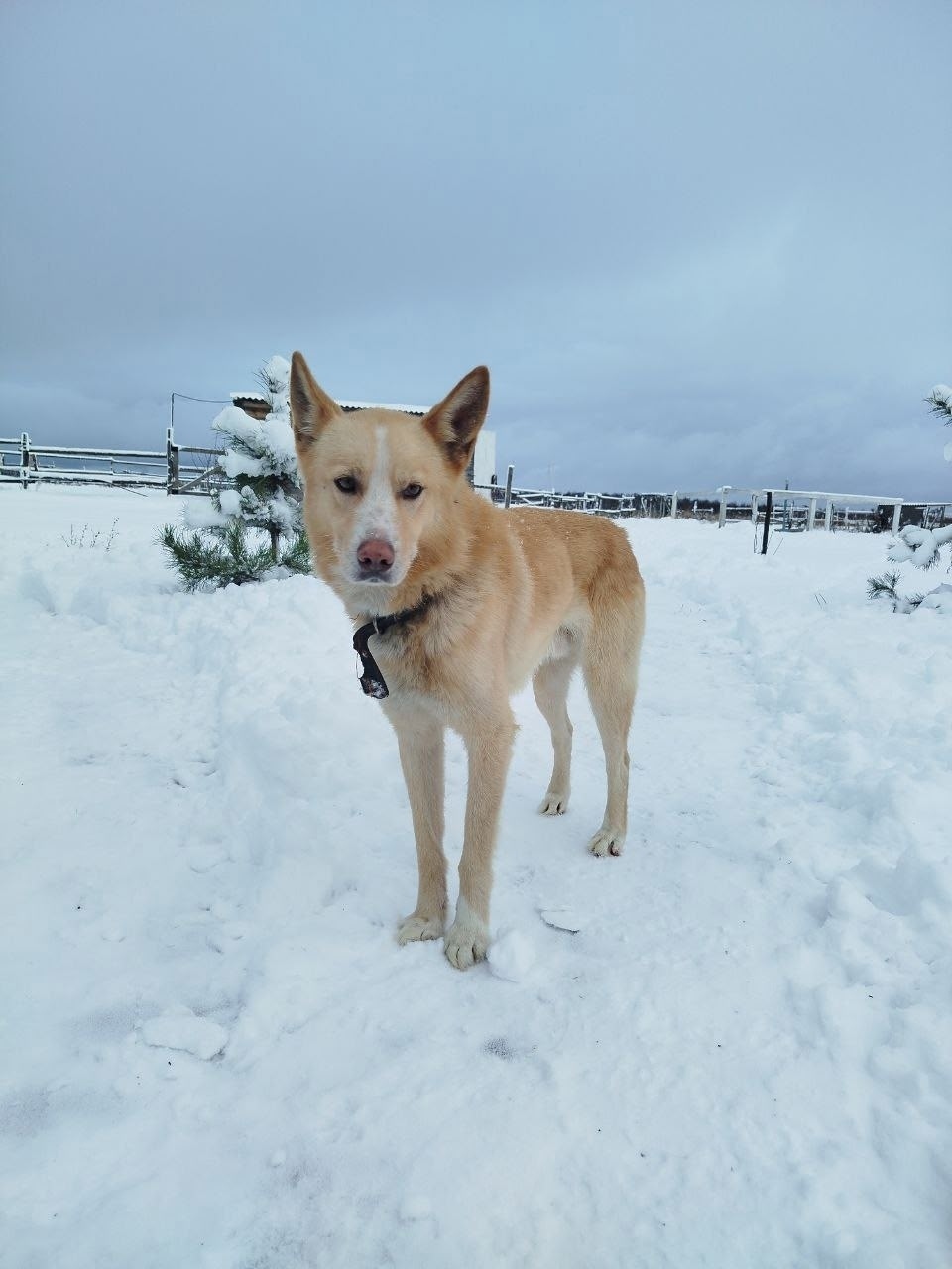 Найдена собака в Брянске — фото объявления