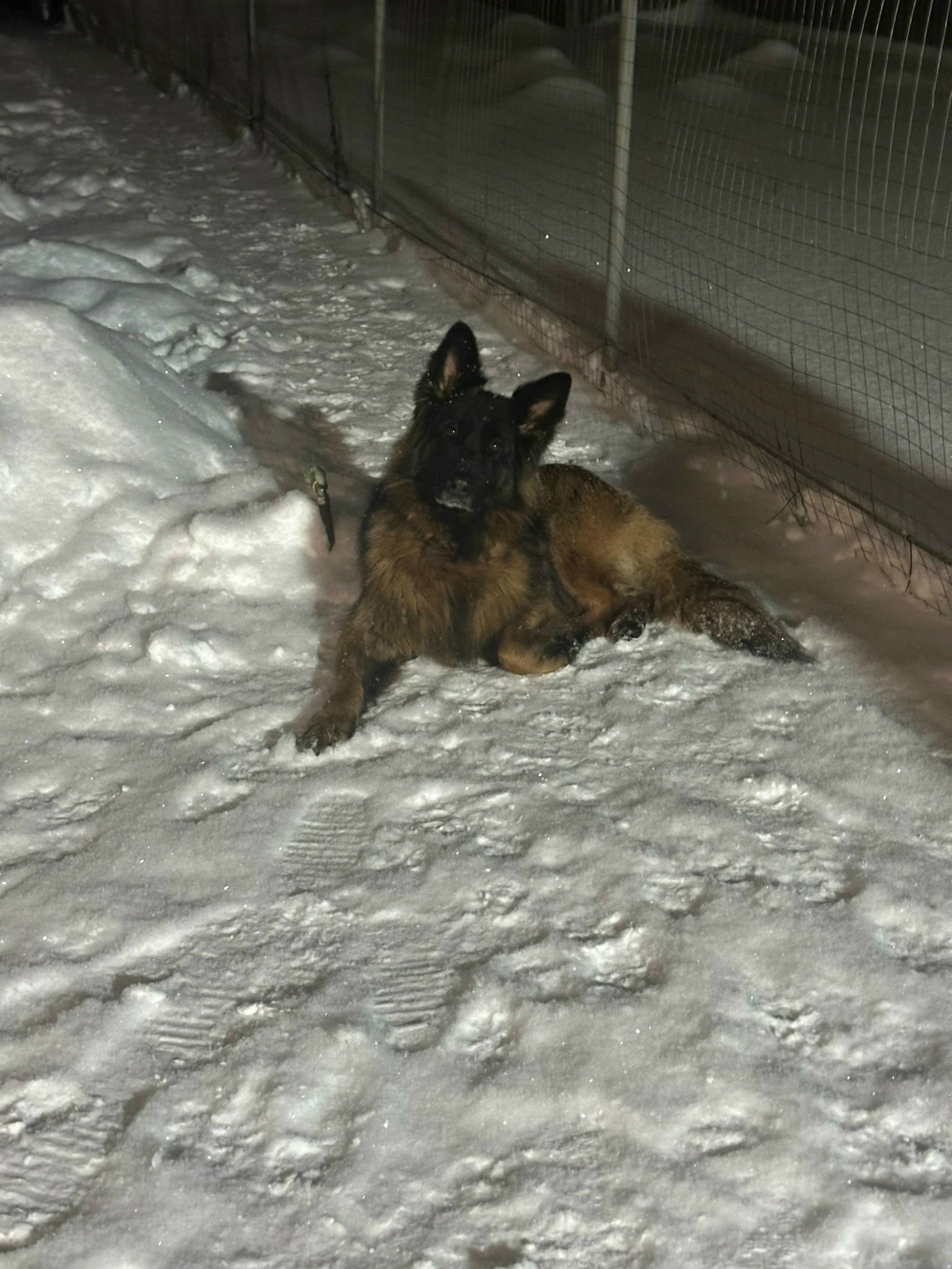 Найдена собака в Брянске — фото объявления