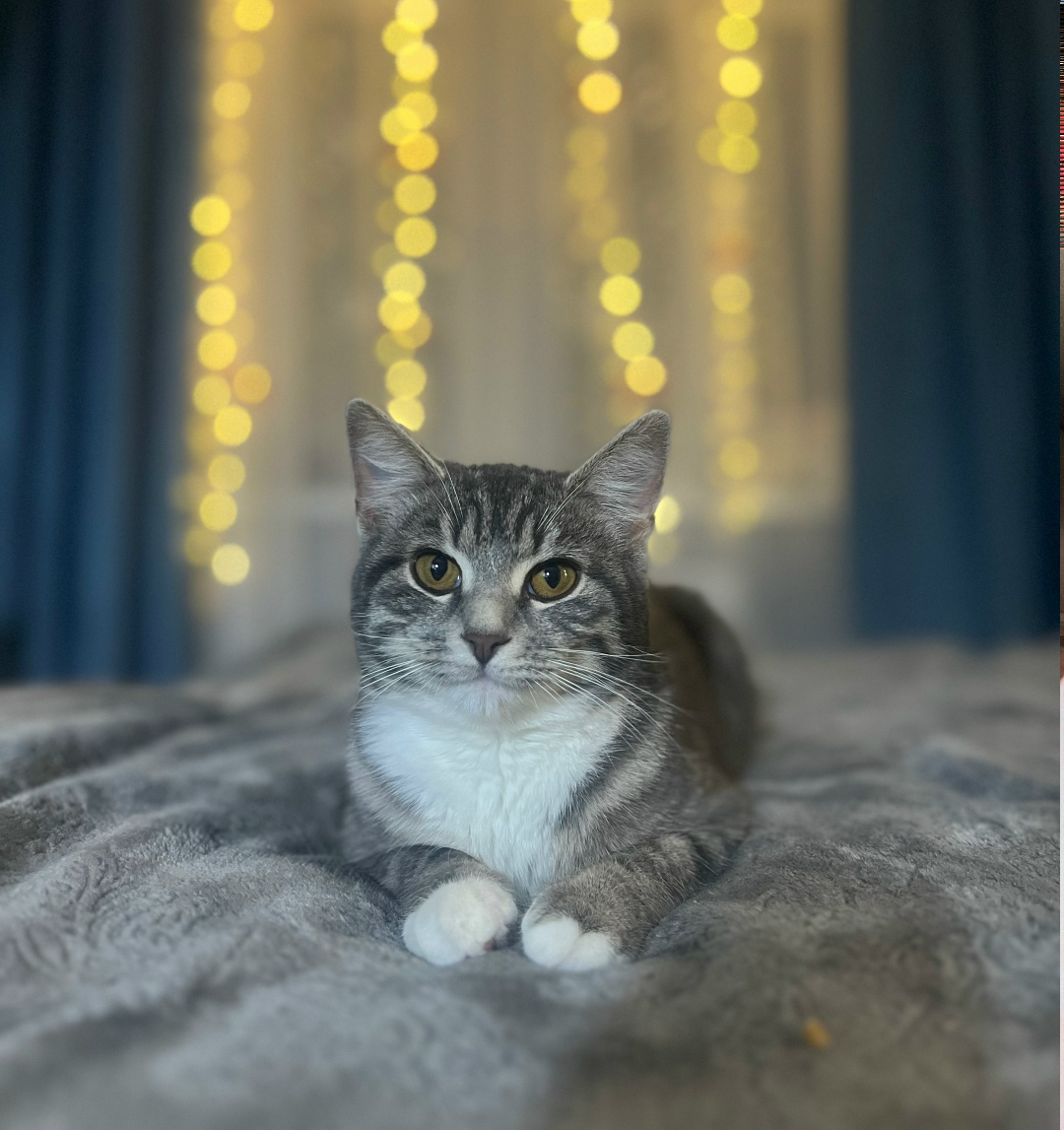 Найдена кошка в Брянске — фото объявления