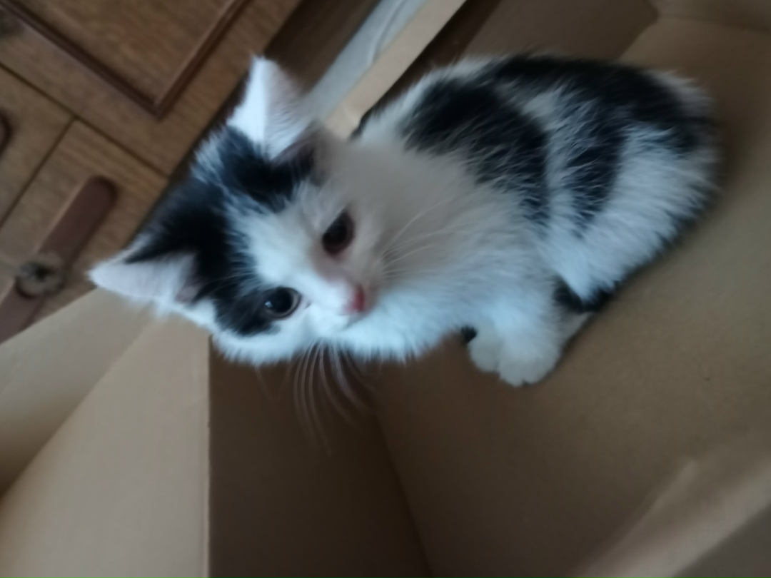 Найдена кошка в Брянске — фото объявления