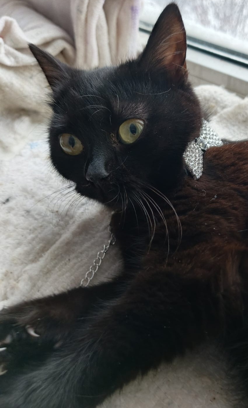 Найдена кошка в Брянске — фото объявления