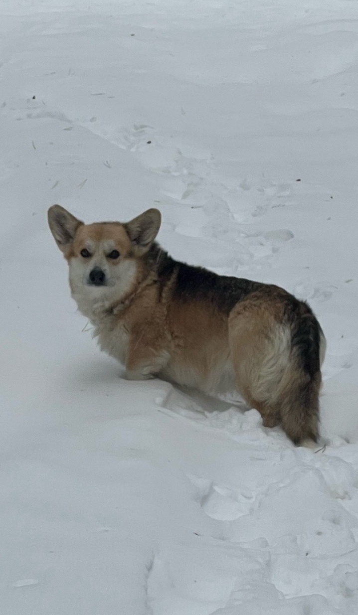 Найдена собака в Брянске — фото объявления