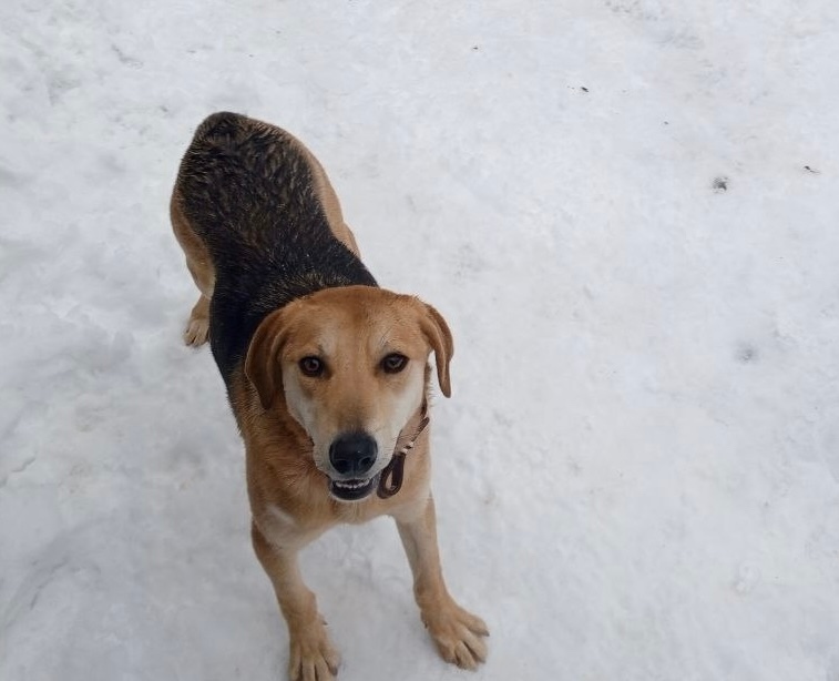 Пропала собака в Брянске — фото объявления