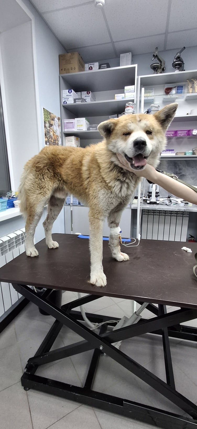 Пропала собака в Брянске — фото объявления