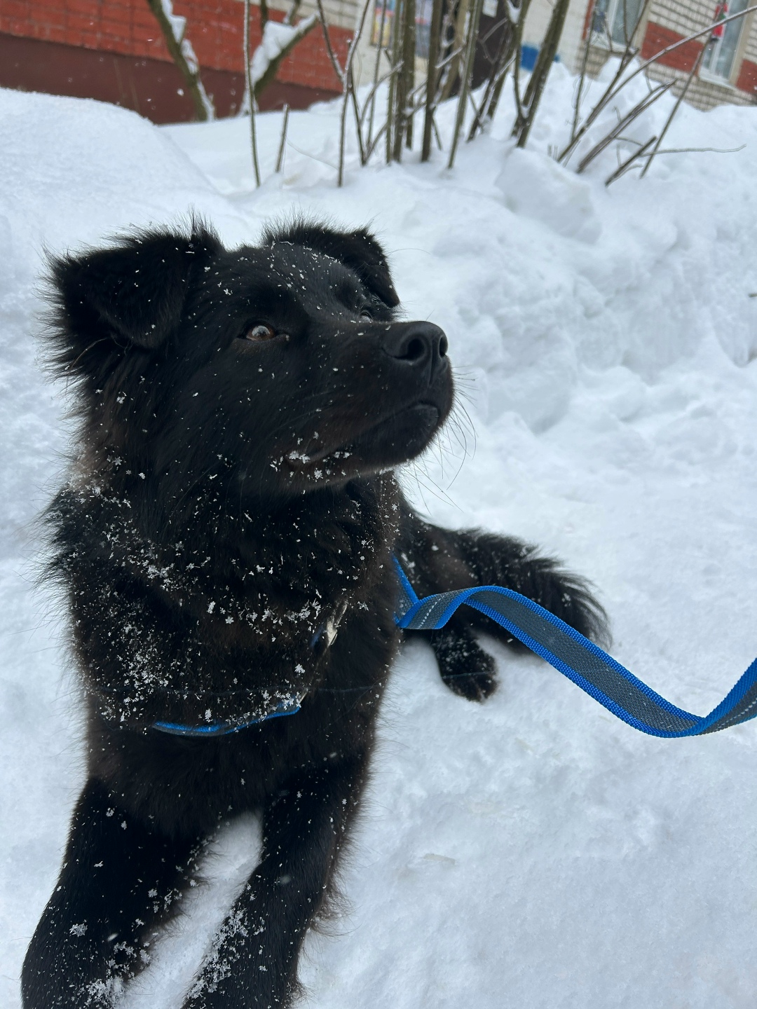 Найдена собака в Брянске — фото объявления