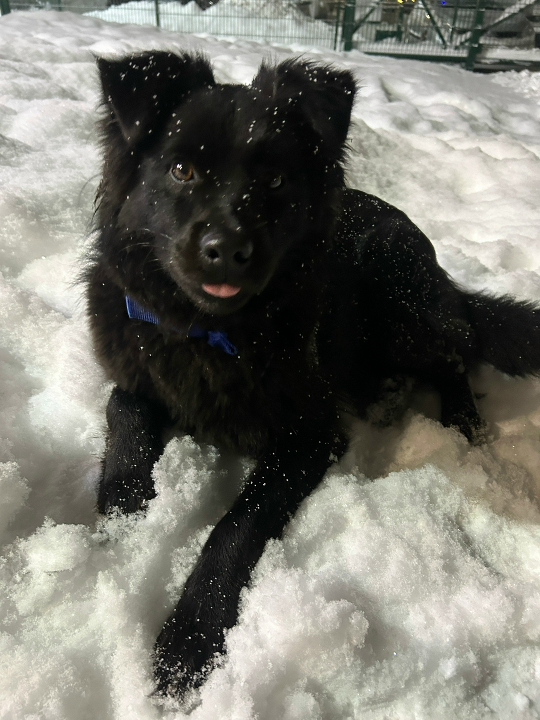 Найдена собака в Брянске — фото объявления