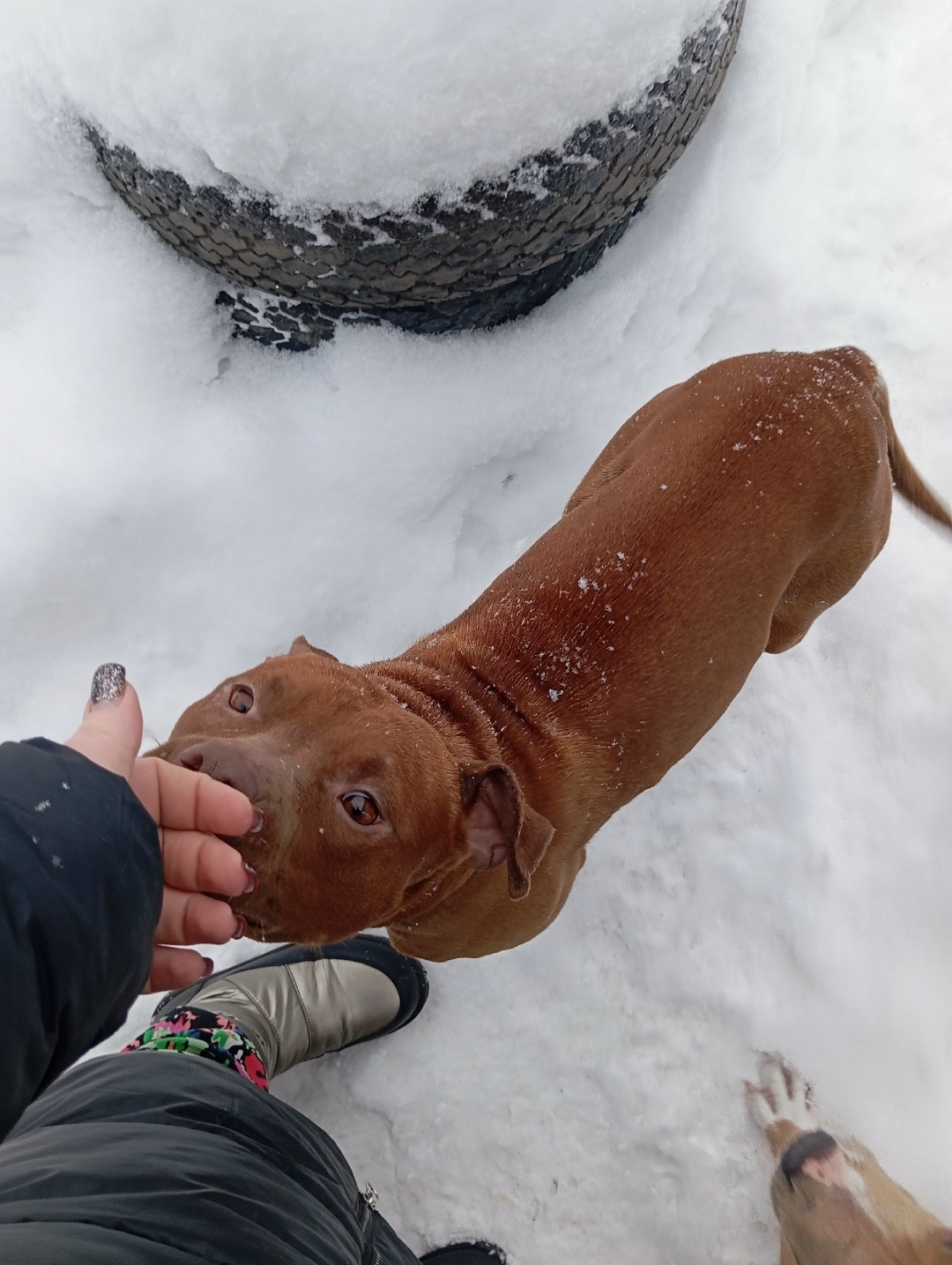 Найдена собака в Брянске — фото объявления