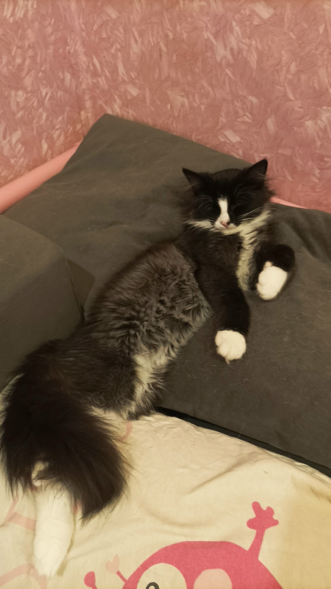 Пропала кошка в Брянске — фото объявления