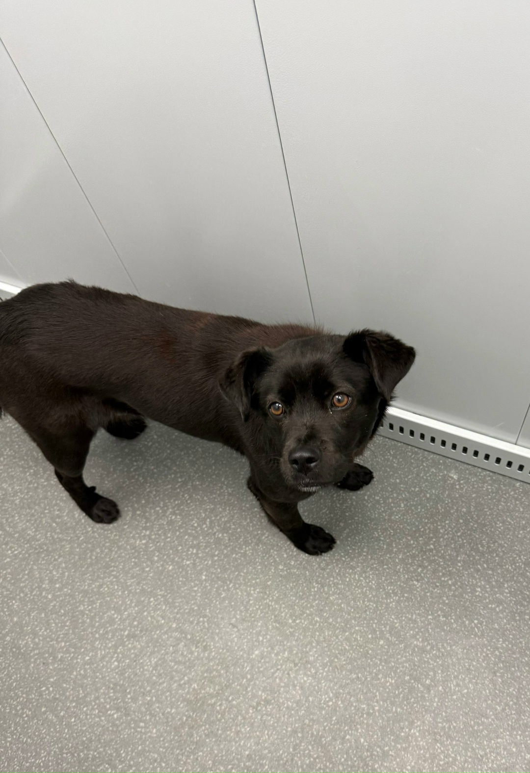 Найдена собака в Брянске — фото объявления