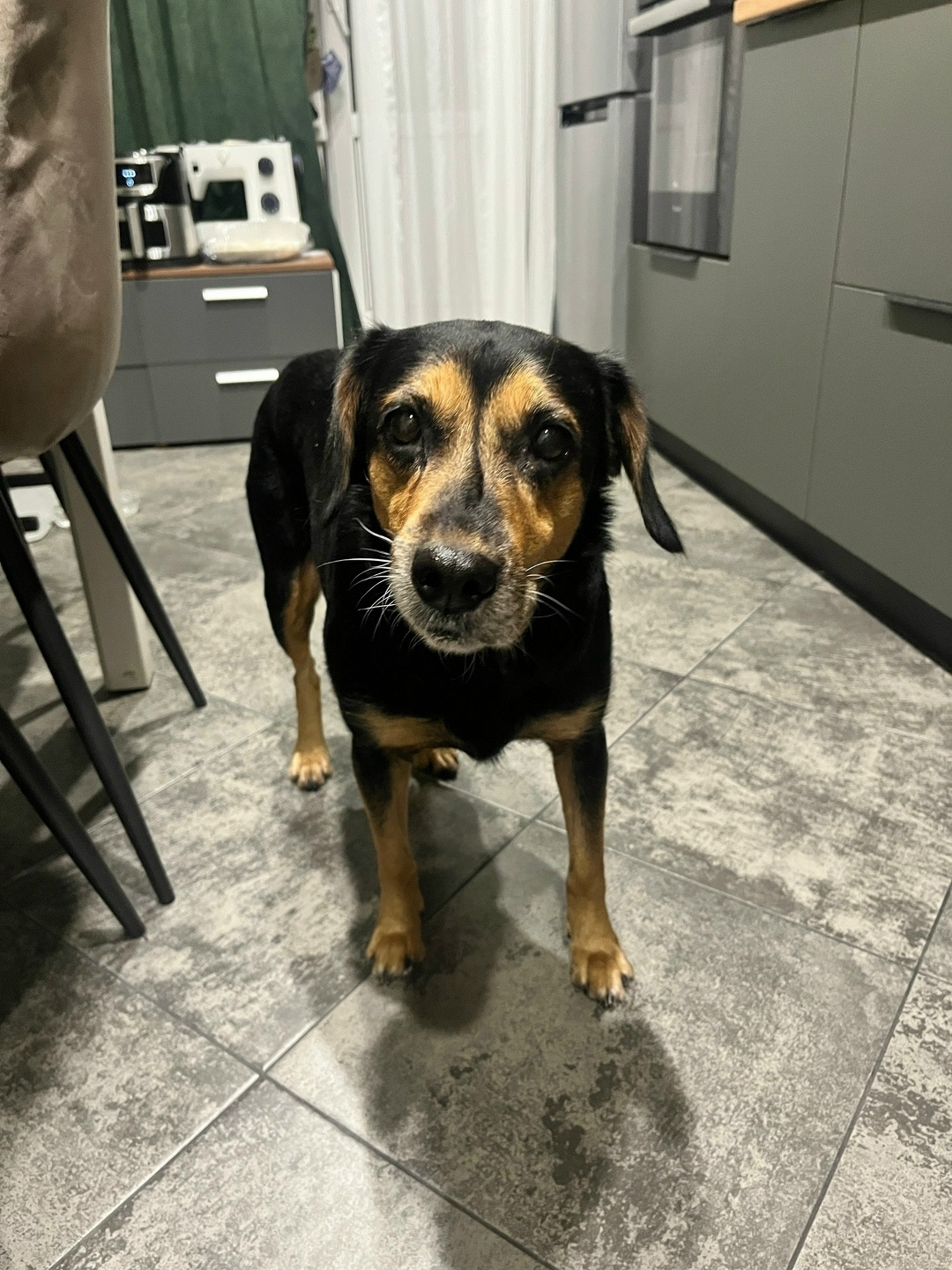 Найдена собака в Брянске — фото объявления