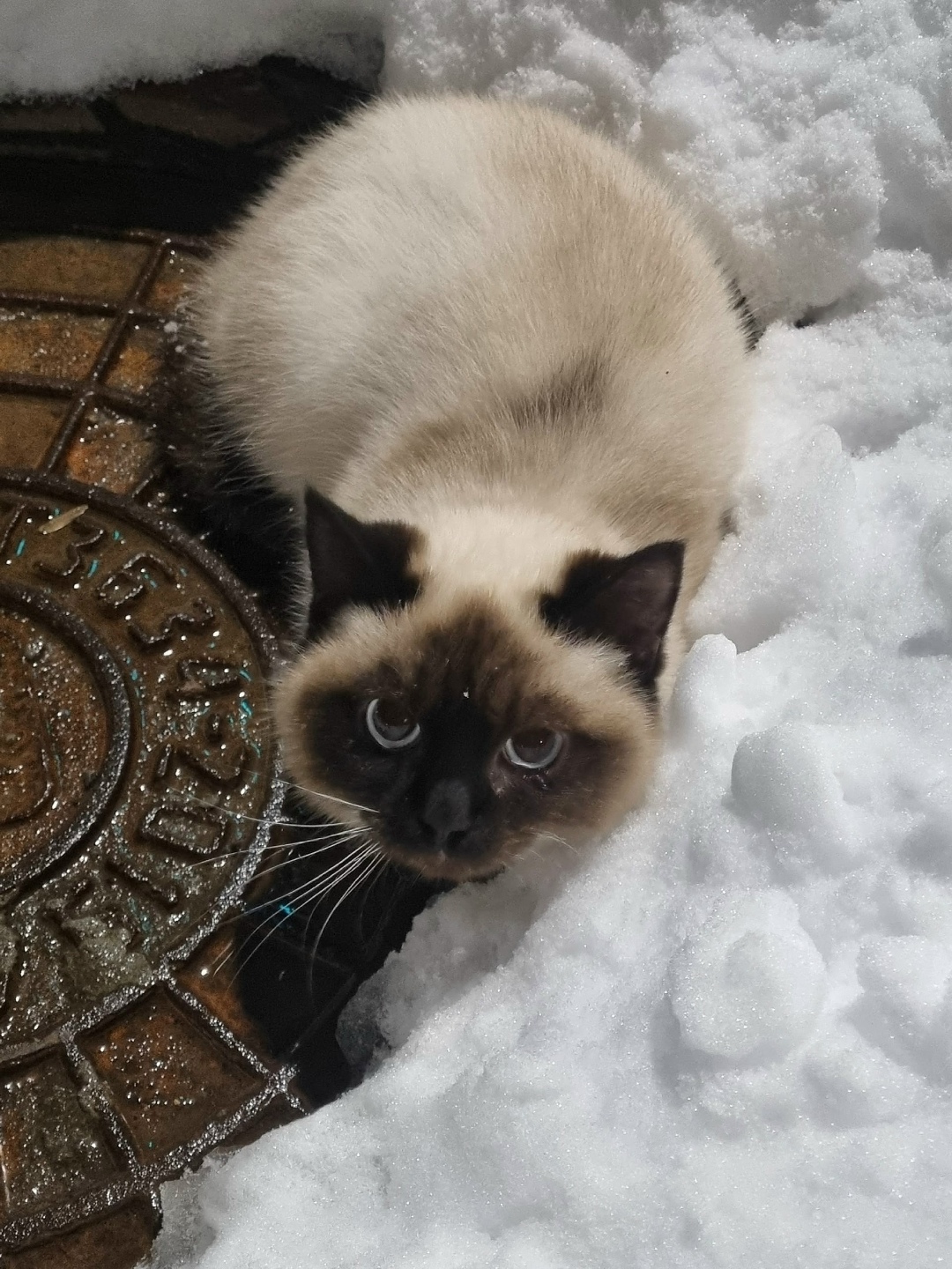 Найдена собака в Брянске — фото объявления