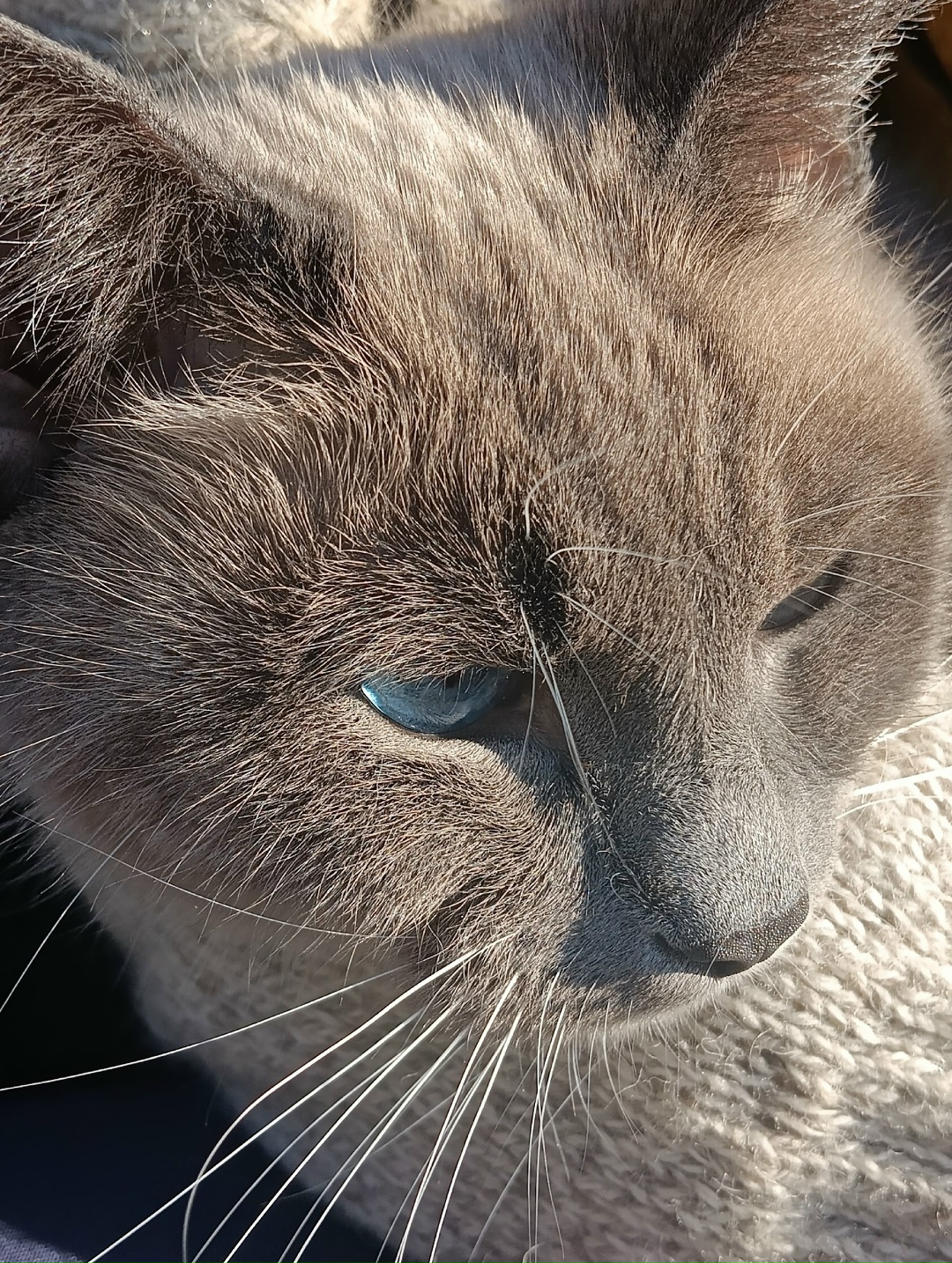 Найдена собака в Брянске — фото объявления