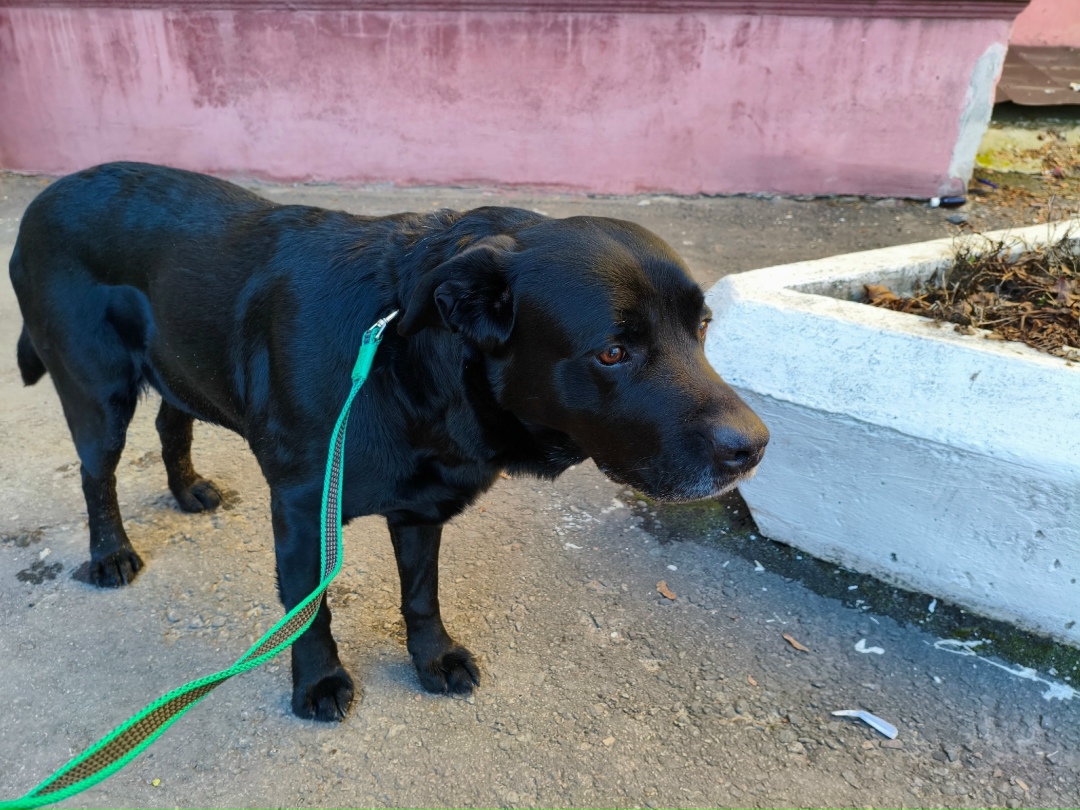 Найдена собака в Брянске — фото объявления