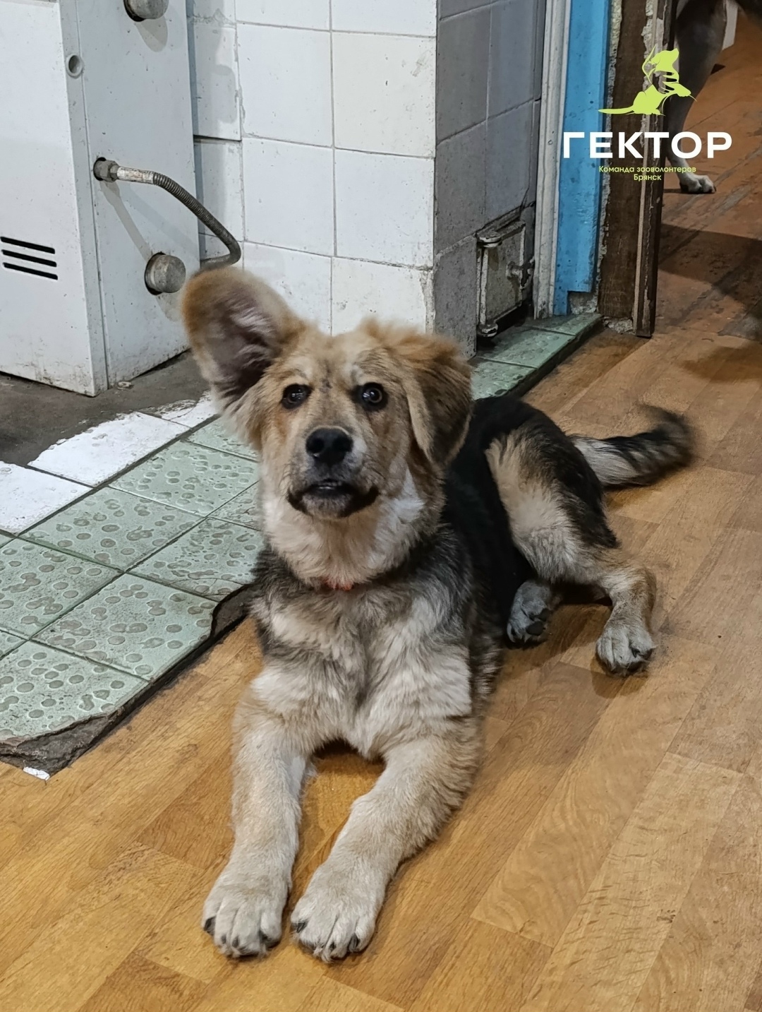 Найдена собака в Брянске — фото объявления