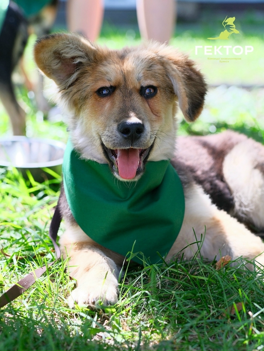 Найдена собака в Брянске — фото объявления