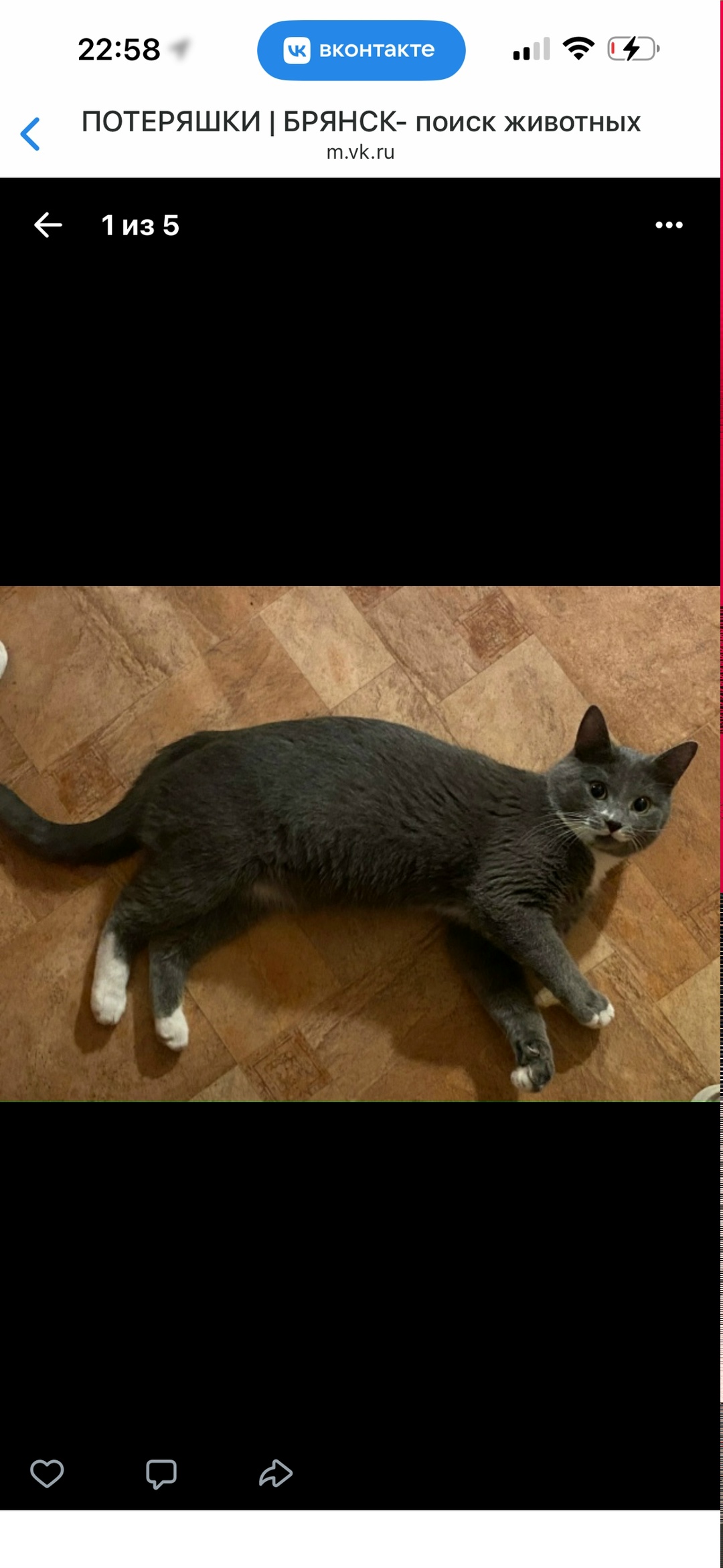 Пропала кошка в Брянске — фото объявления