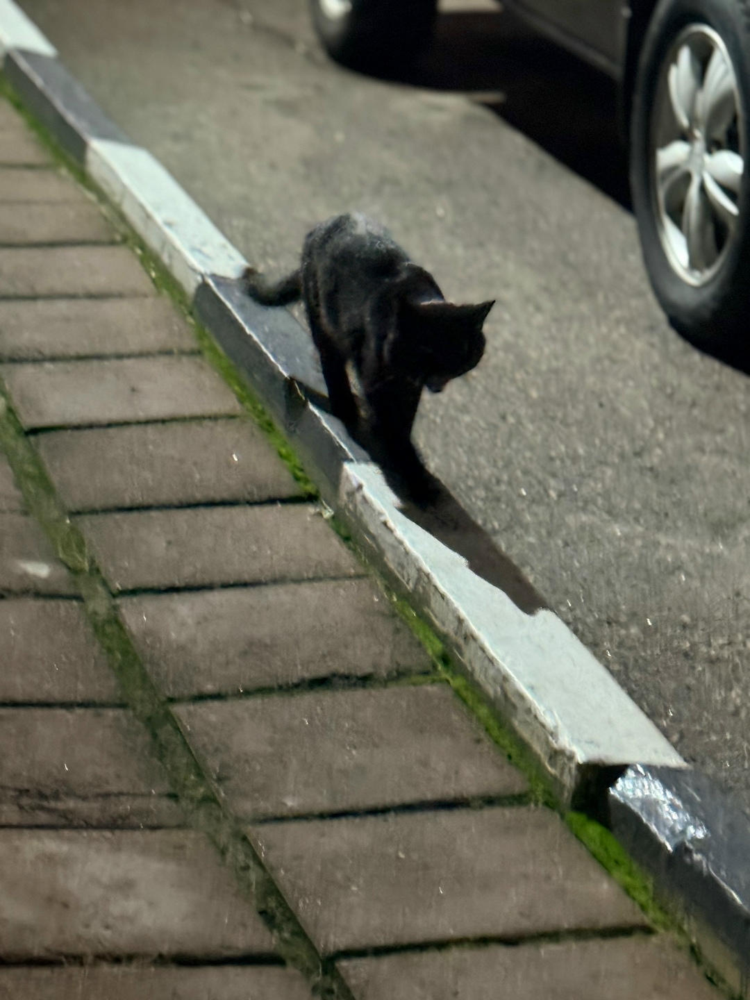 Найдена кошка в Брянске — фото объявления