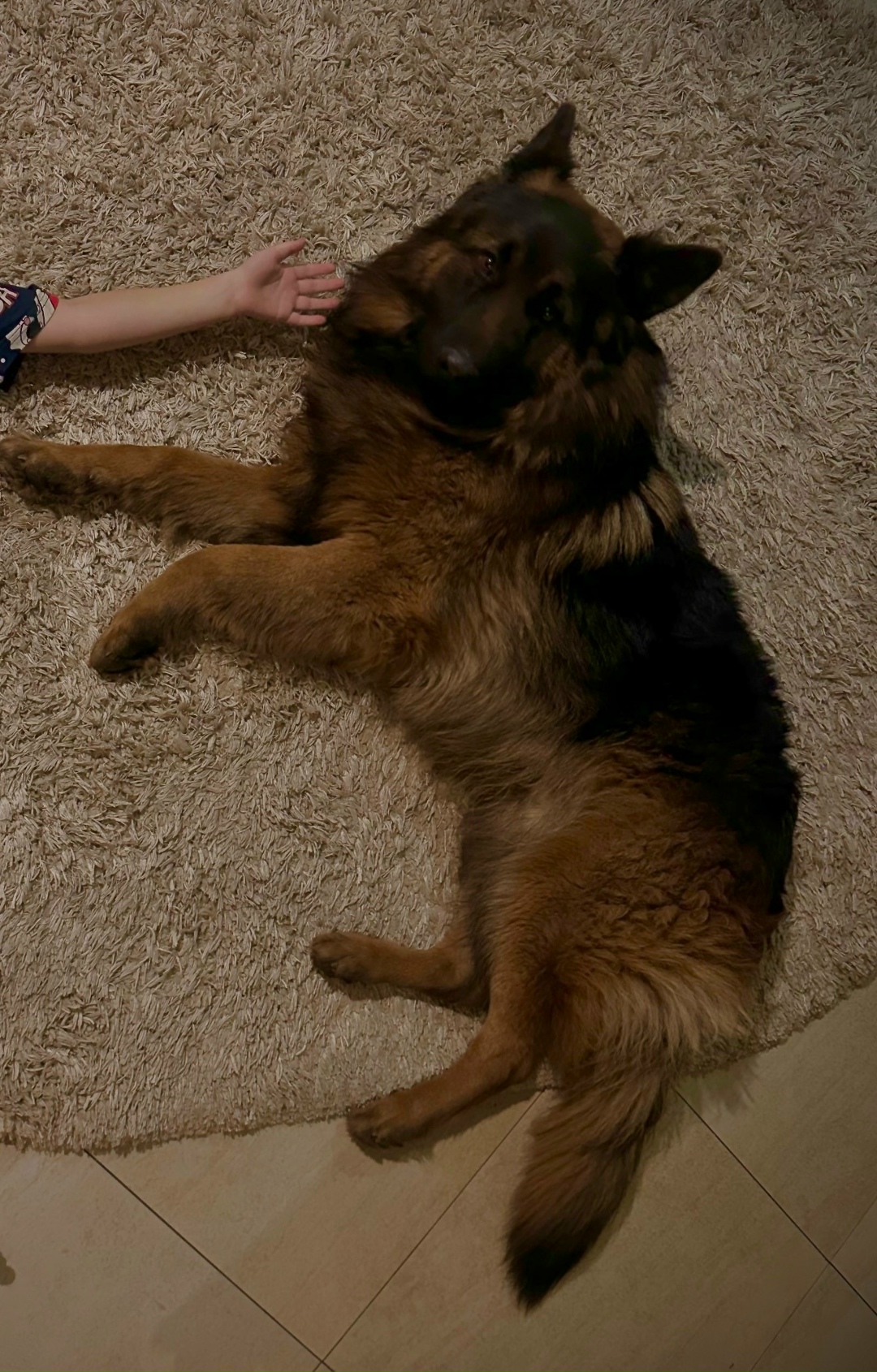 Пропала собака в Брянске — фото объявления