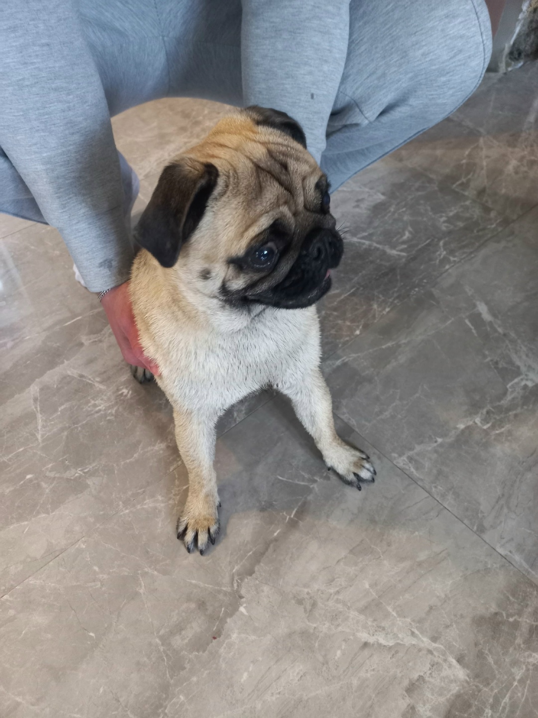 Найдена собака в Брянске — фото объявления