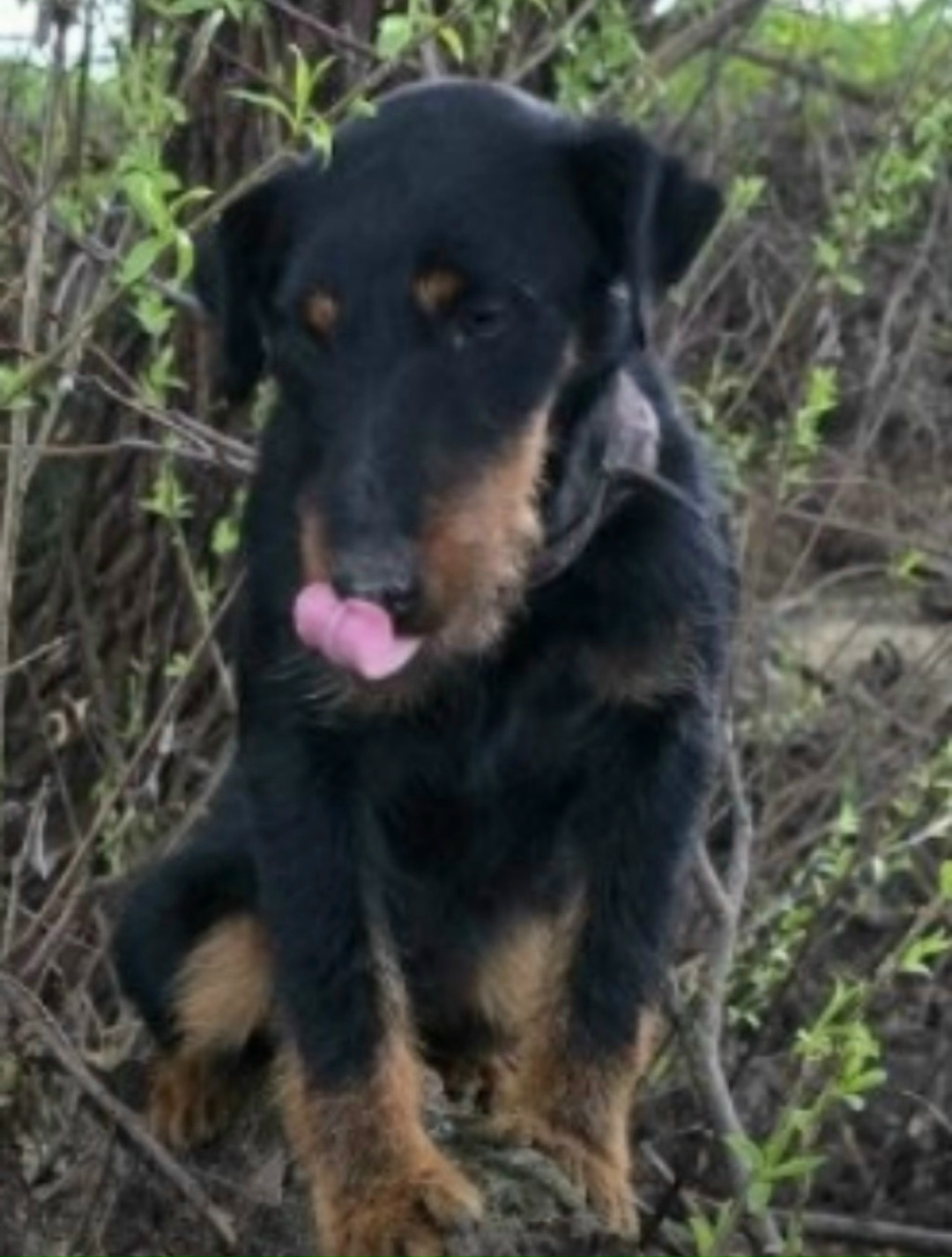 Пропала собака в Брянске — фото объявления