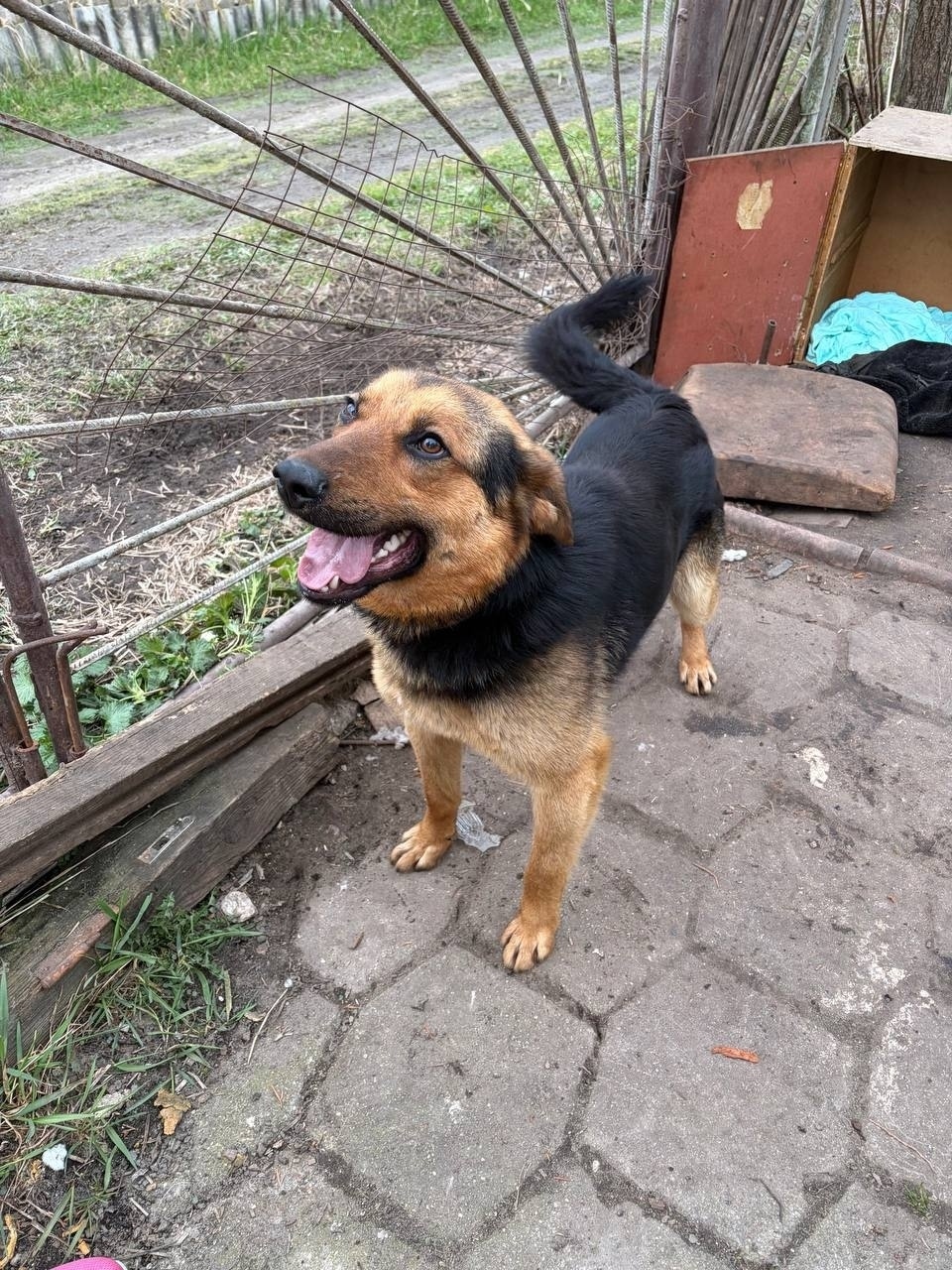 Найдена собака в Брянске — фото объявления