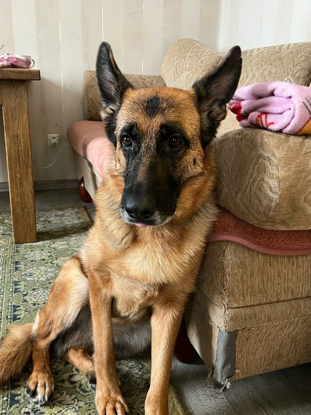 Пропала собака в Брянске — фото объявления