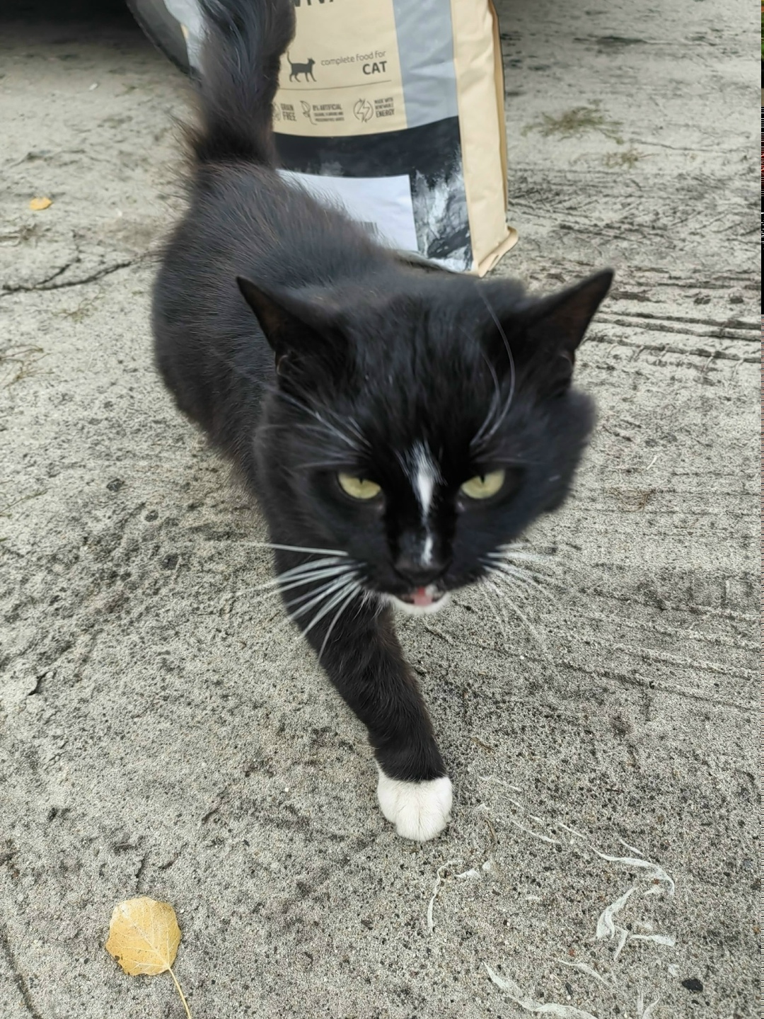 Пропала кошка в Брянске — фото объявления