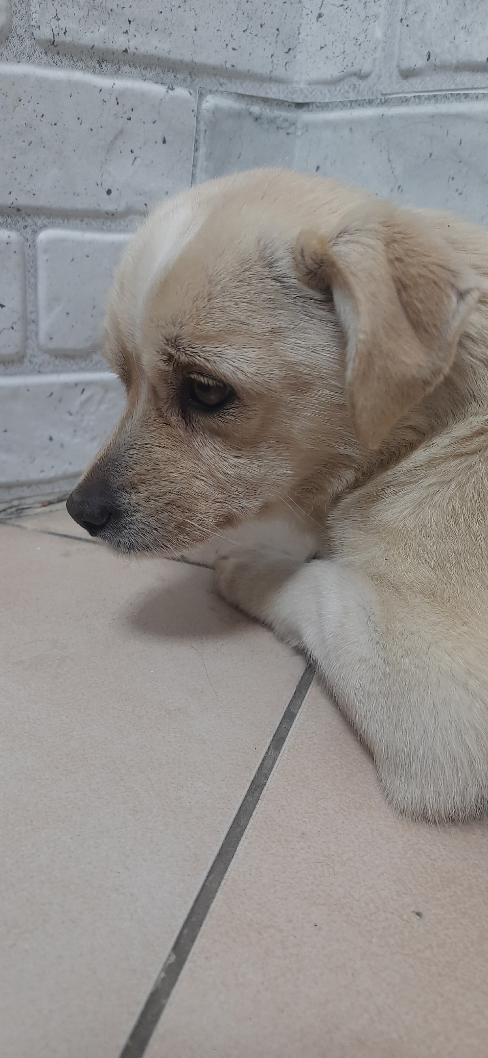 Пропала собака в Брянске — фото объявления