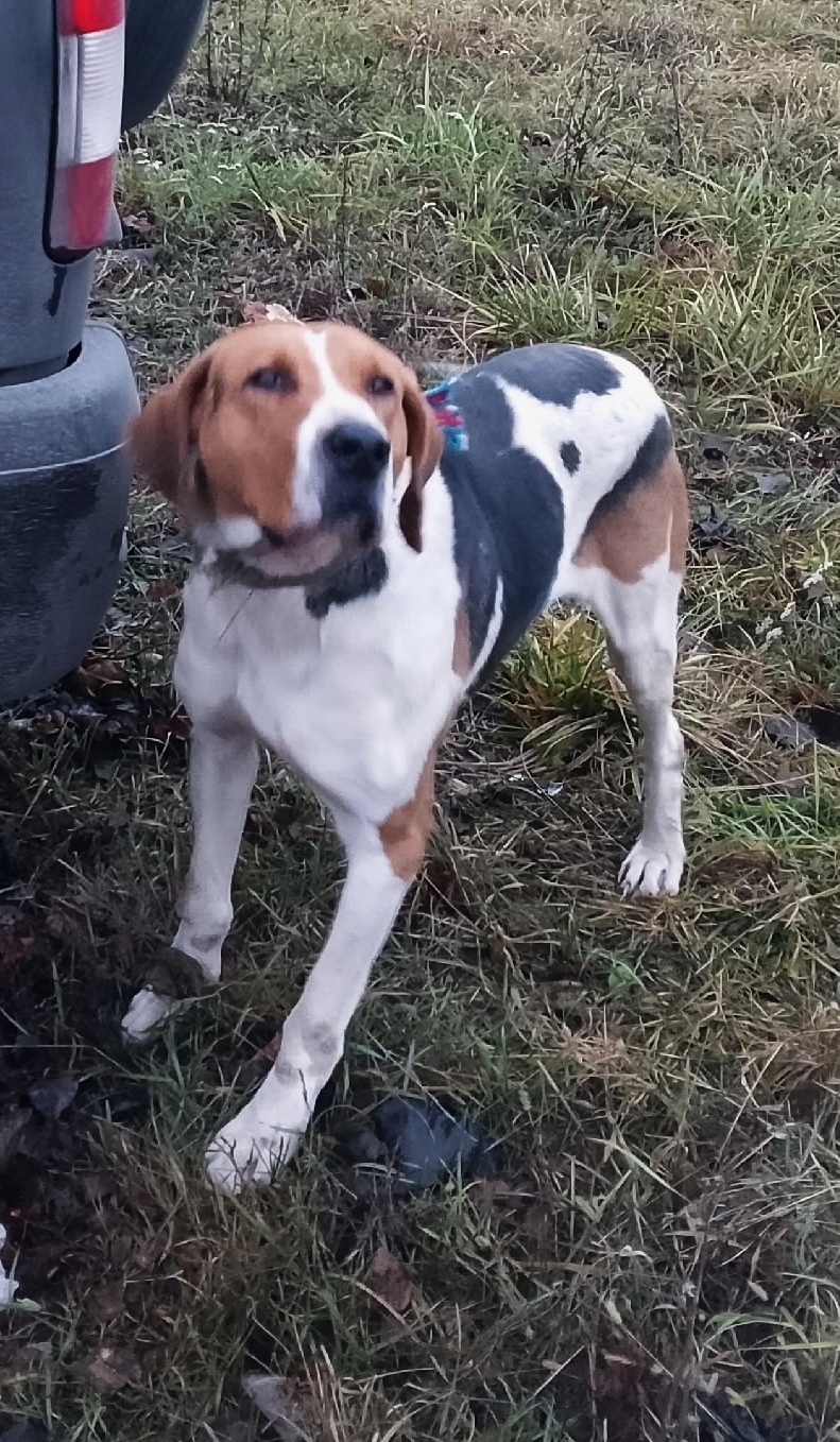 Пропала собака в Брянске — фото объявления