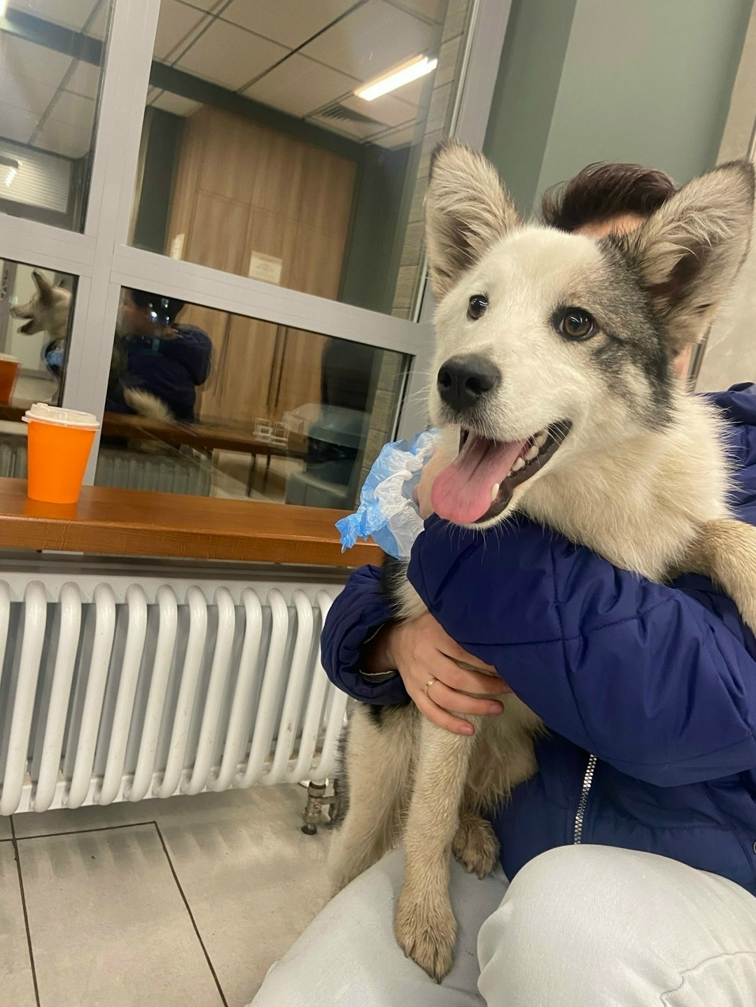 Пропала собака в Брянске — фото объявления