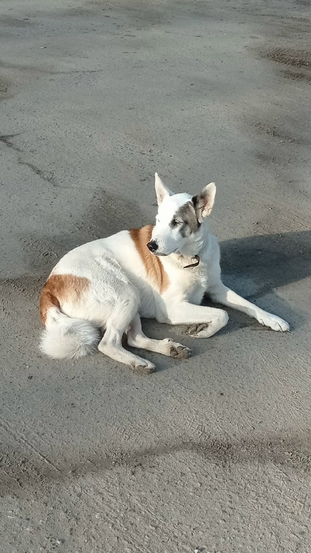 Пропала собака в Брянске — фото объявления