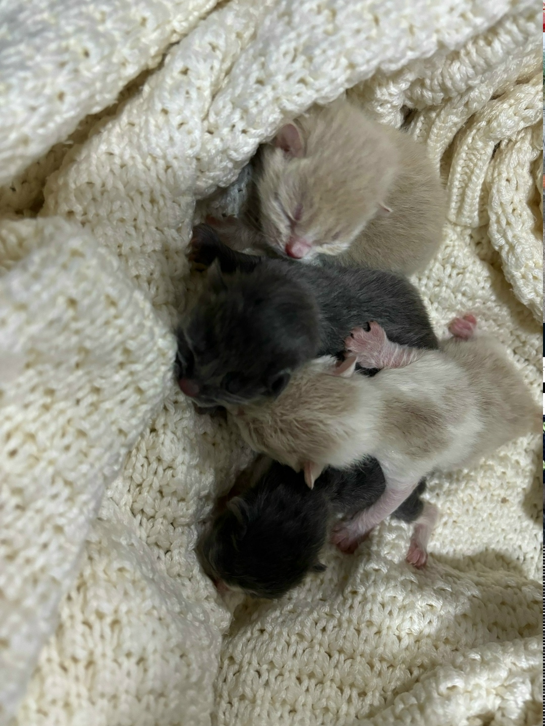 Найдена кошка в Брянске — фото объявления