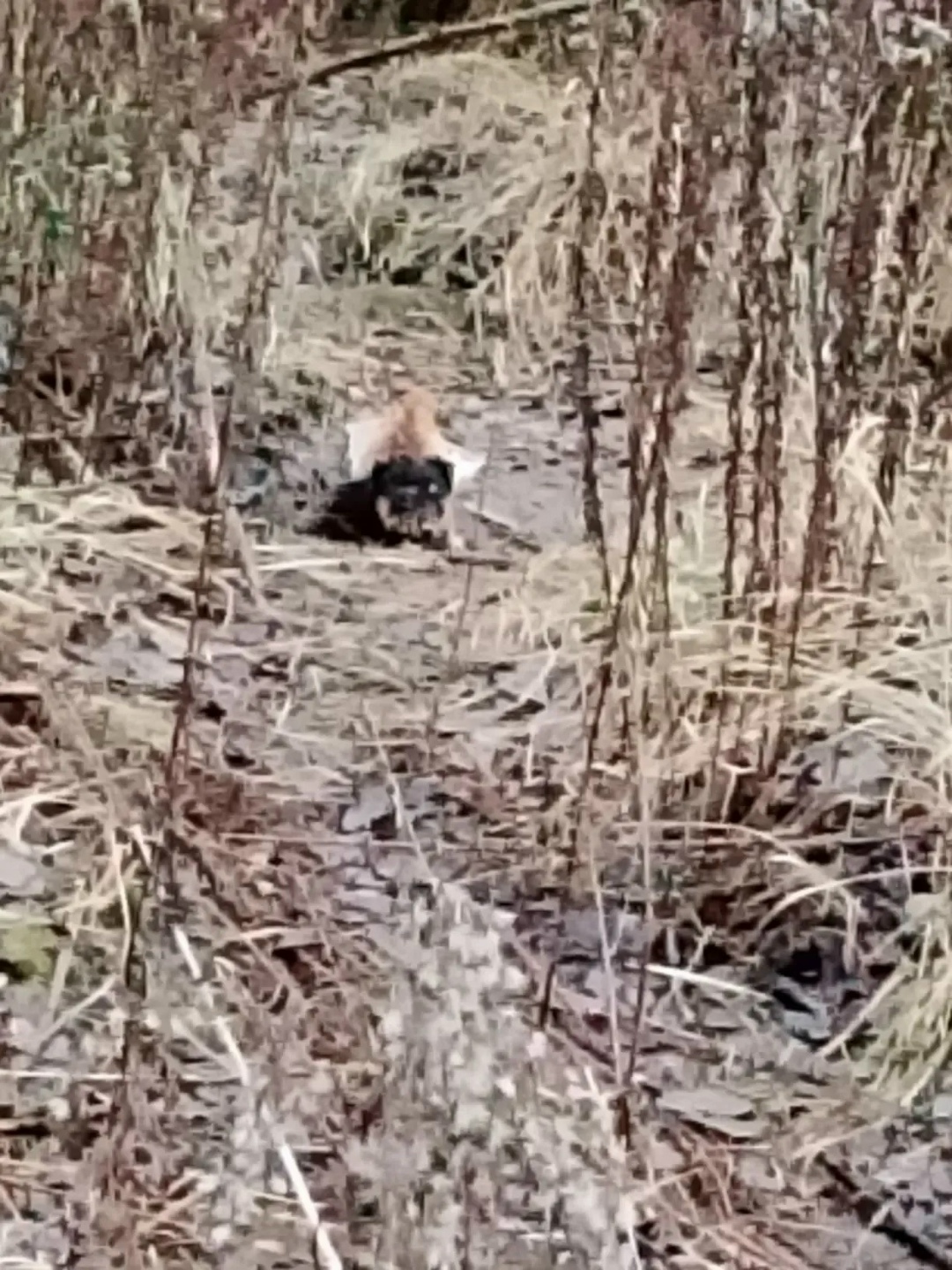 Найдена собака в Брянске — фото объявления