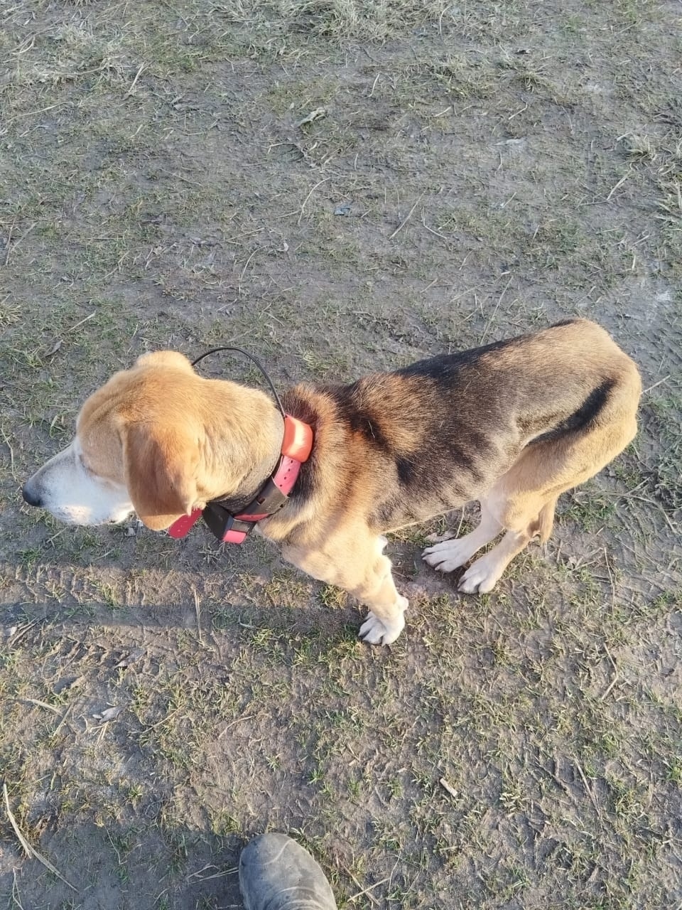 Пропала собака в Брянске — фото объявления