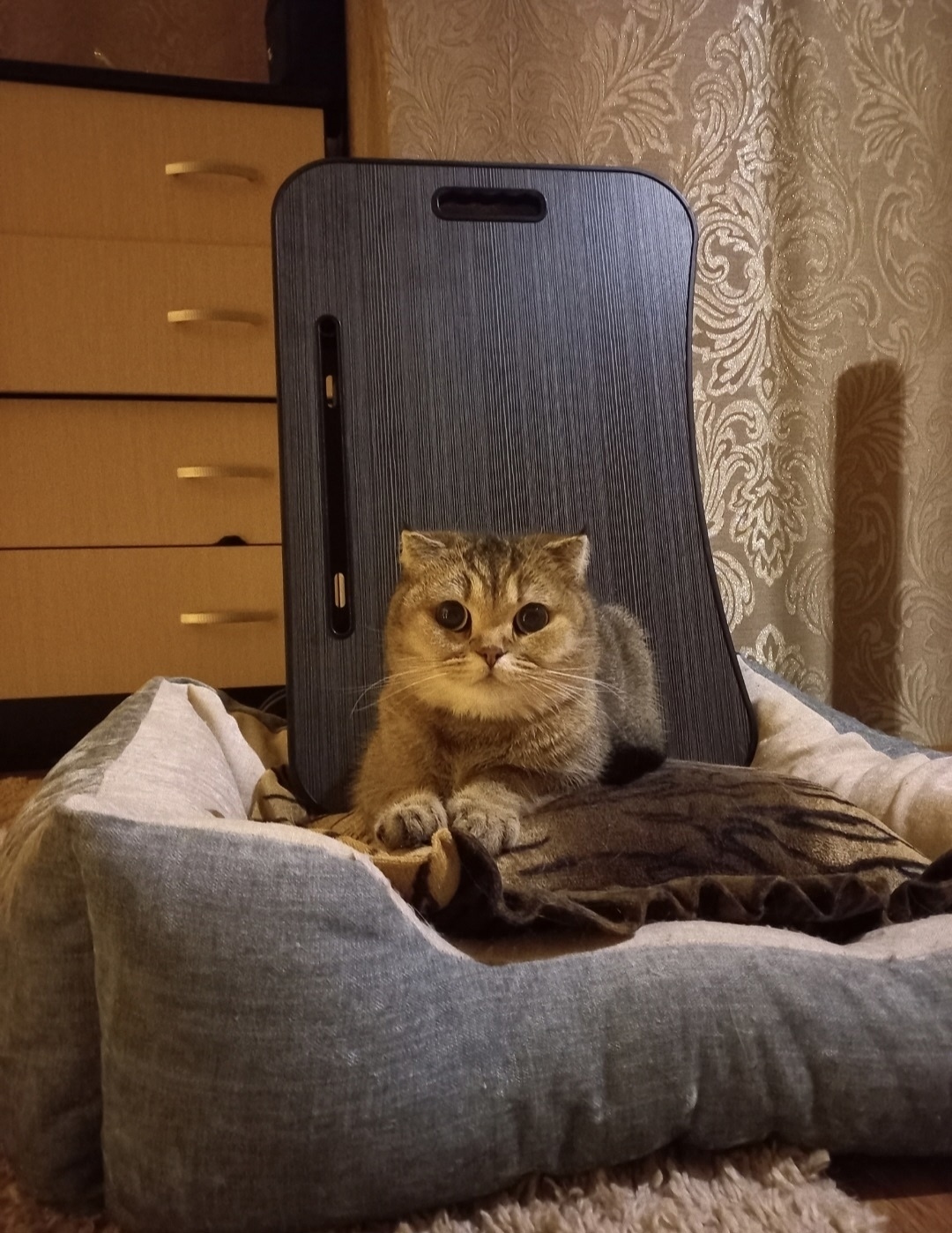 Найдена кошка в Брянске — фото объявления