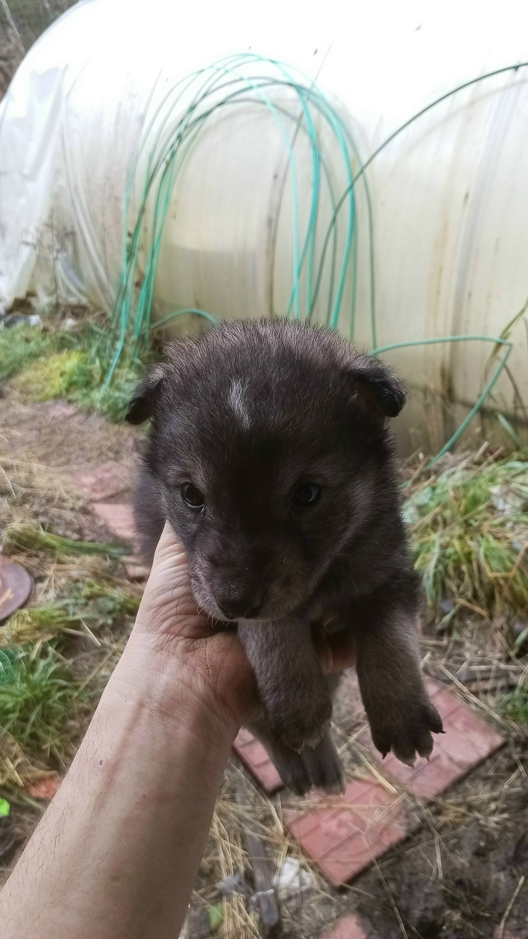 Найдена собака в Брянске — фото объявления