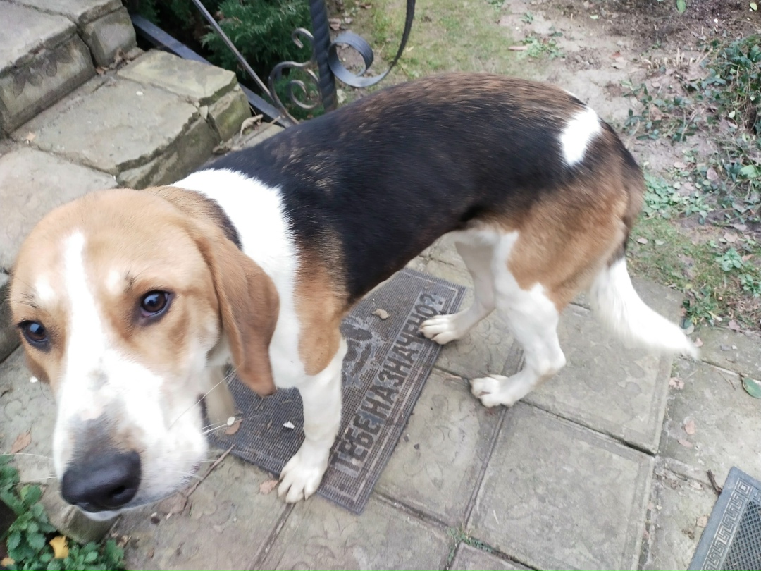 Найдена собака в Брянске — фото объявления