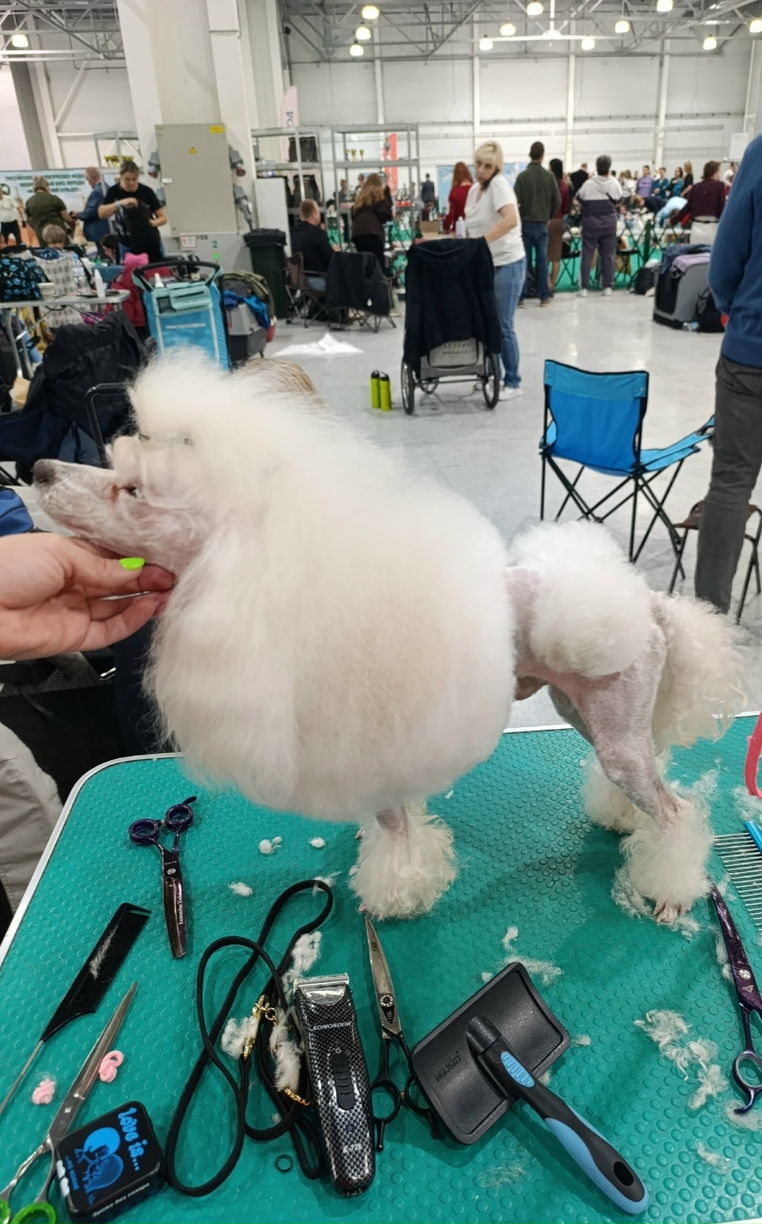 Пропала собака в Брянске — фото объявления