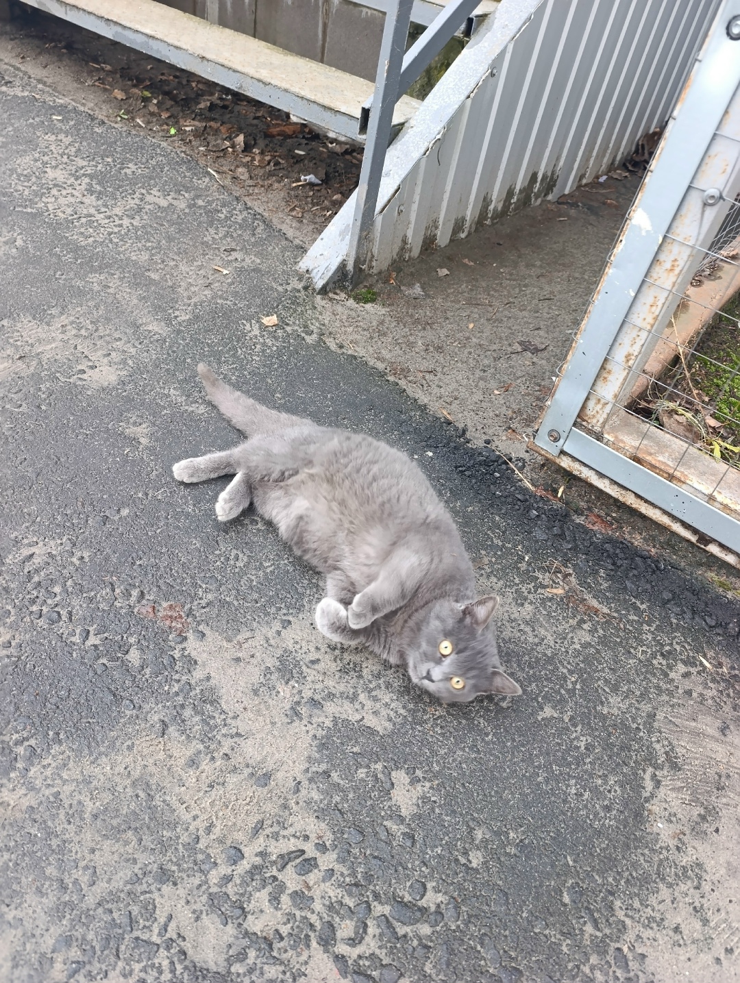 Найдена кошка в Брянске — фото объявления