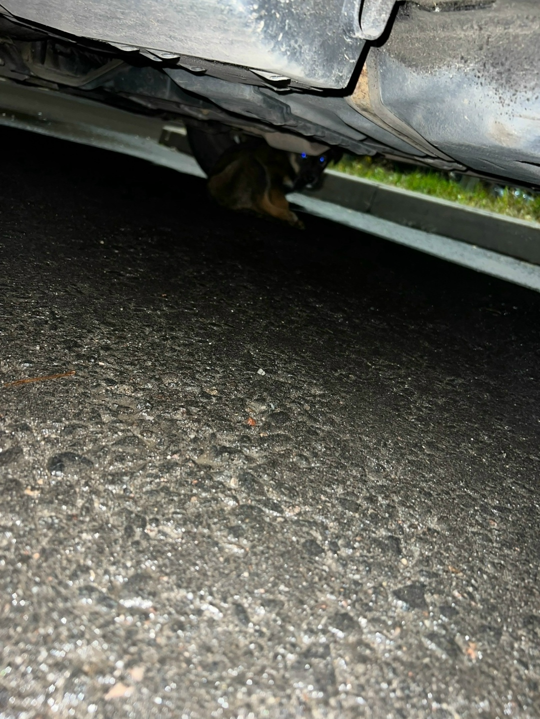 Найдена собака в Брянске — фото объявления