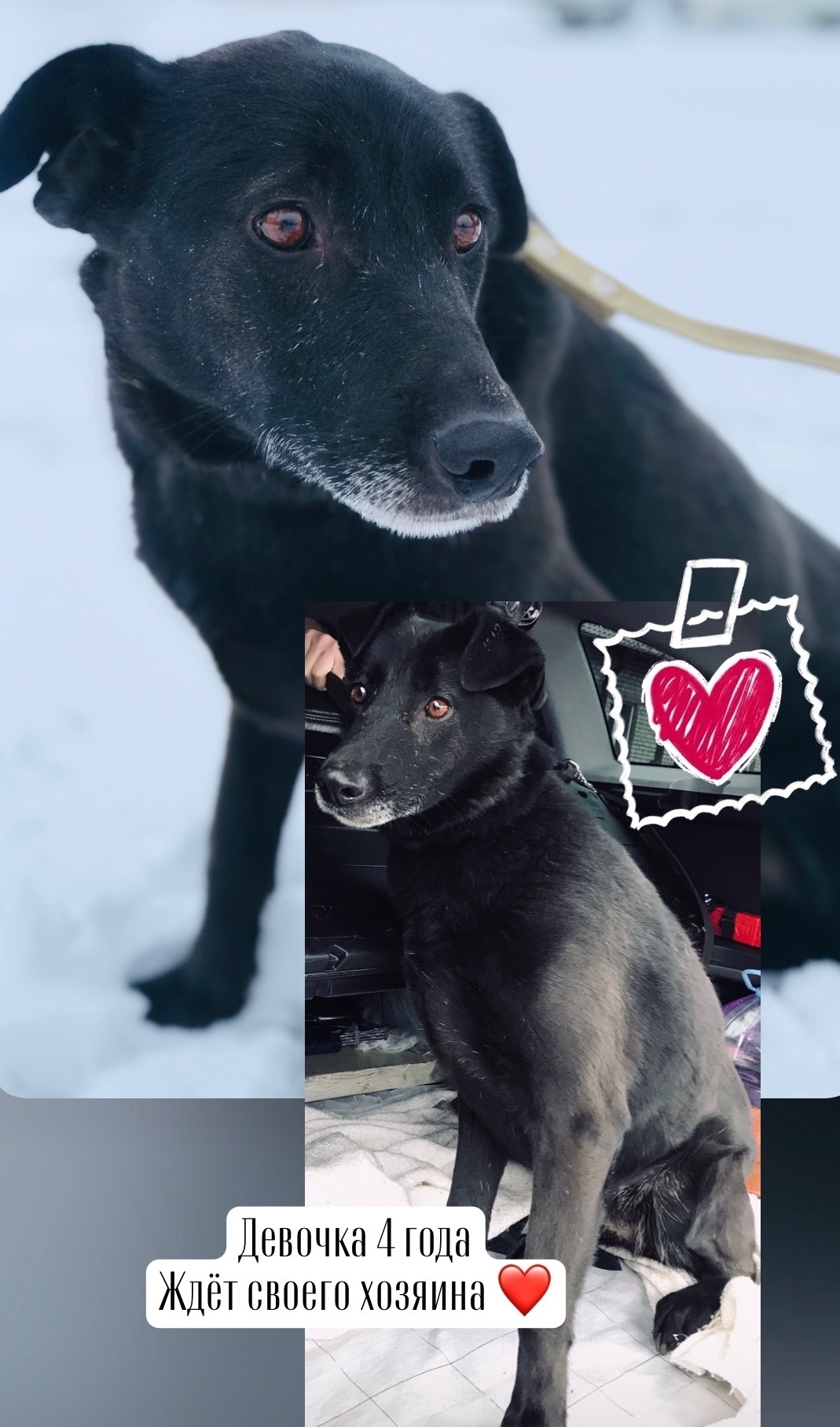 Найдена собака в Брянске — фото объявления