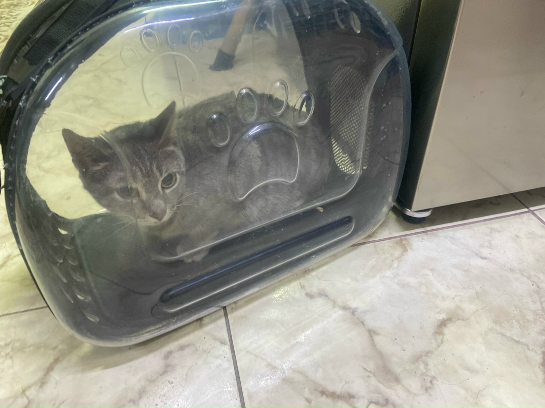 Найдена кошка в Брянске — фото объявления