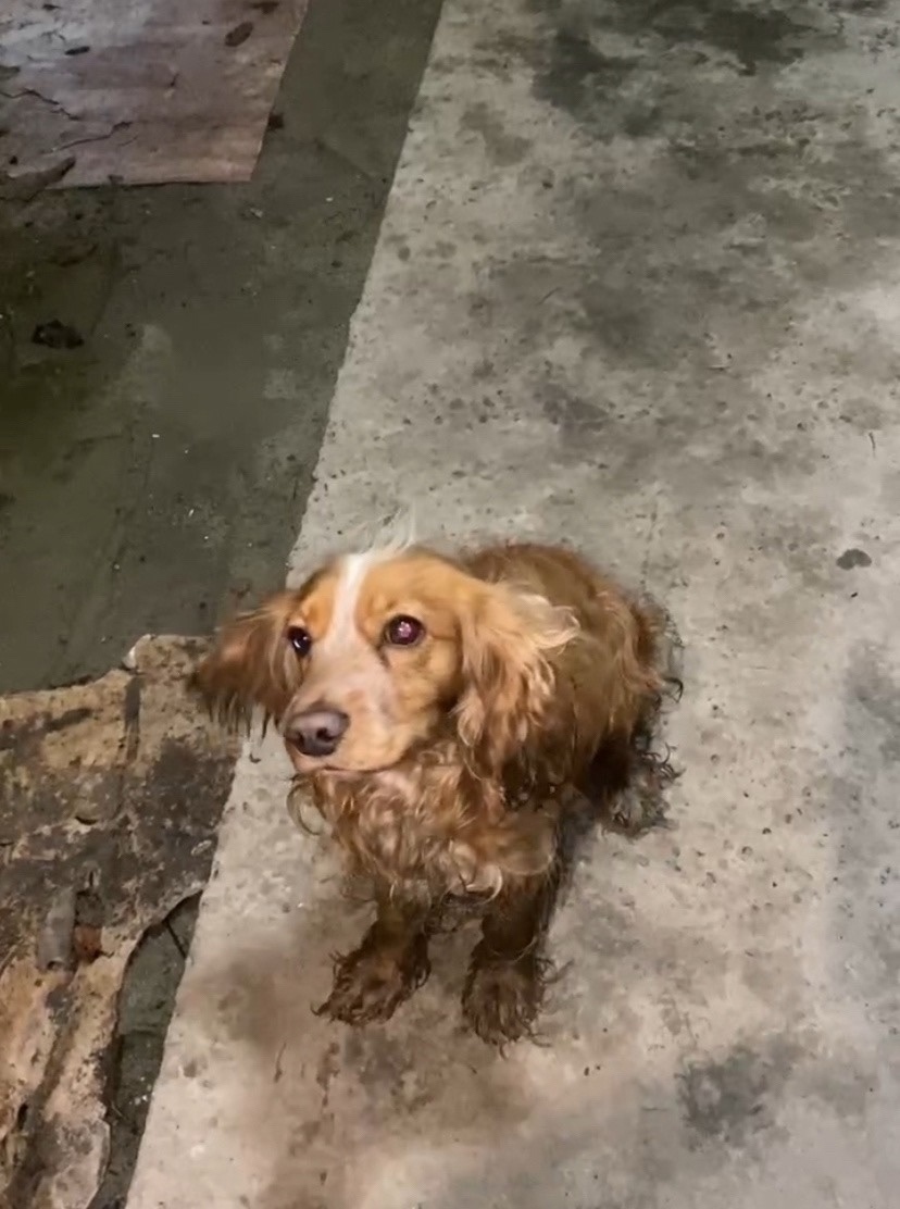 Найдена собака в Брянске — фото объявления