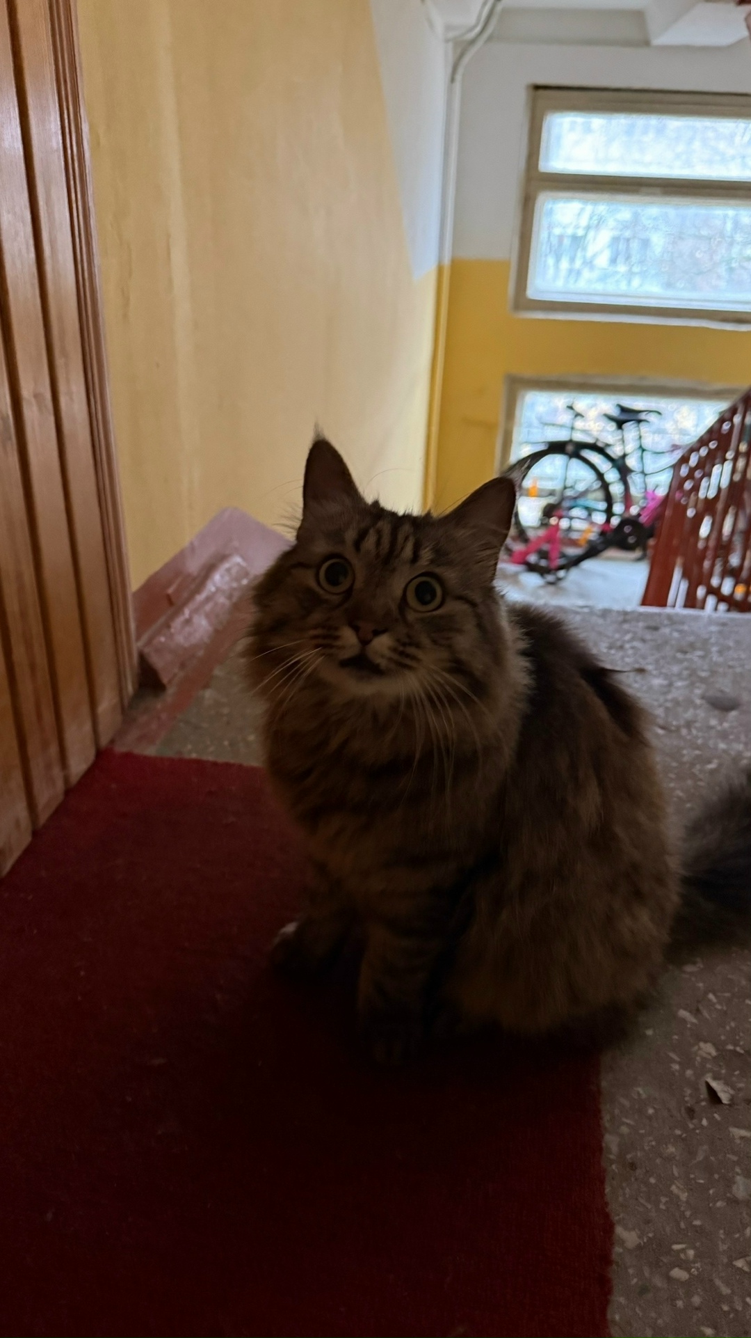 Найдена собака в Брянске — фото объявления